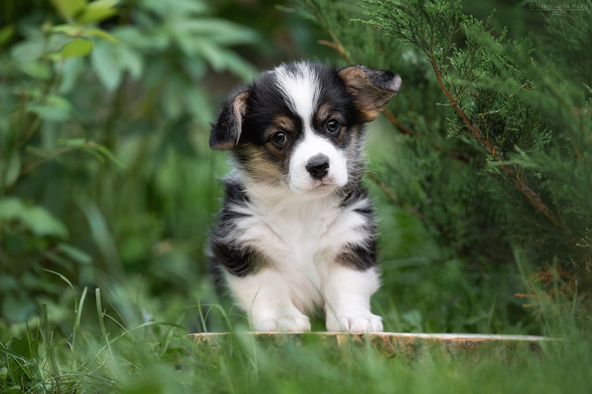 Фотосессия щенков на продажу. Фотограф собак в Москве и Московской области Иванушкина Мария