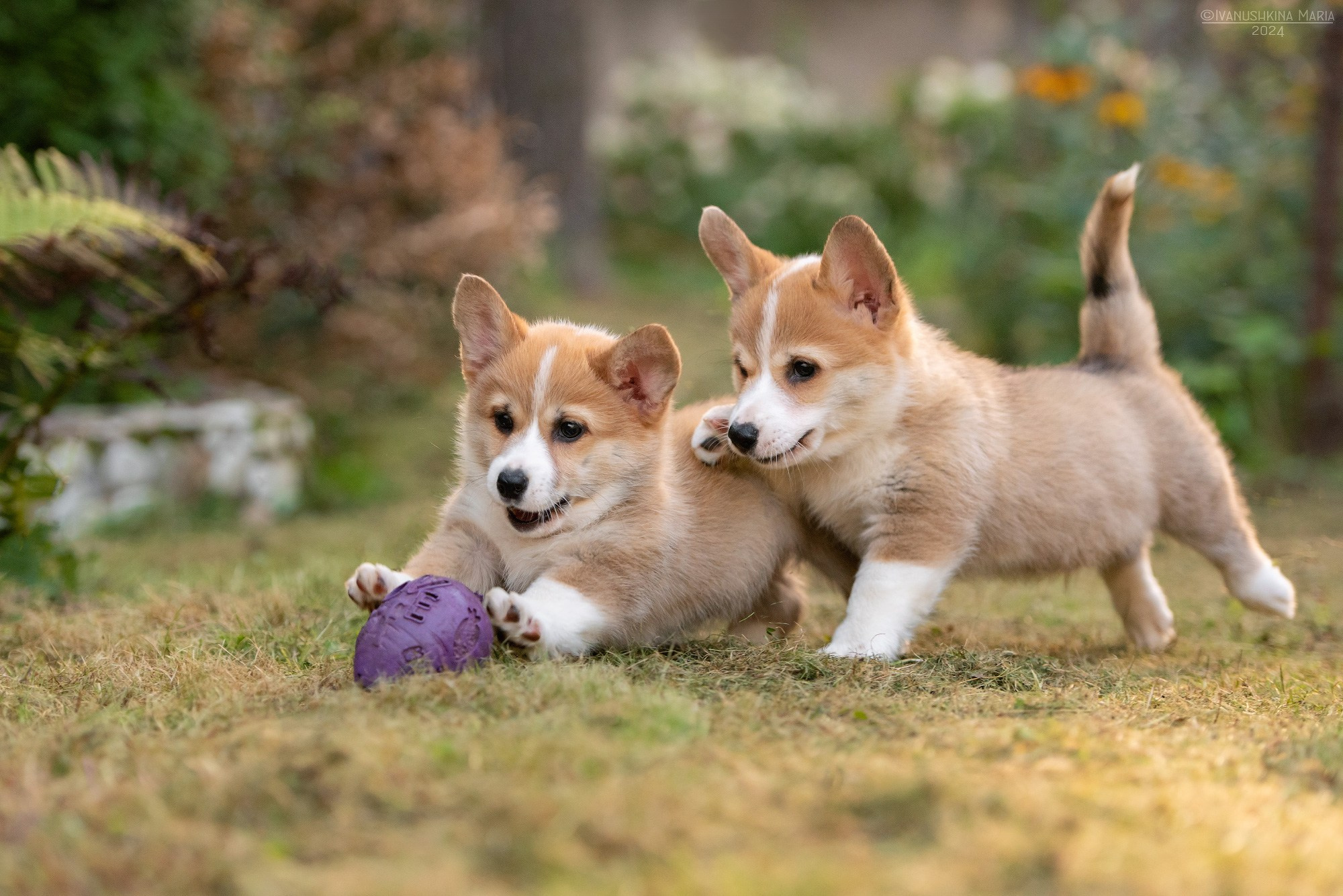 Фотосессия щенков на продажу. Фотограф собак в Москве и Московской области Иванушкина Мария