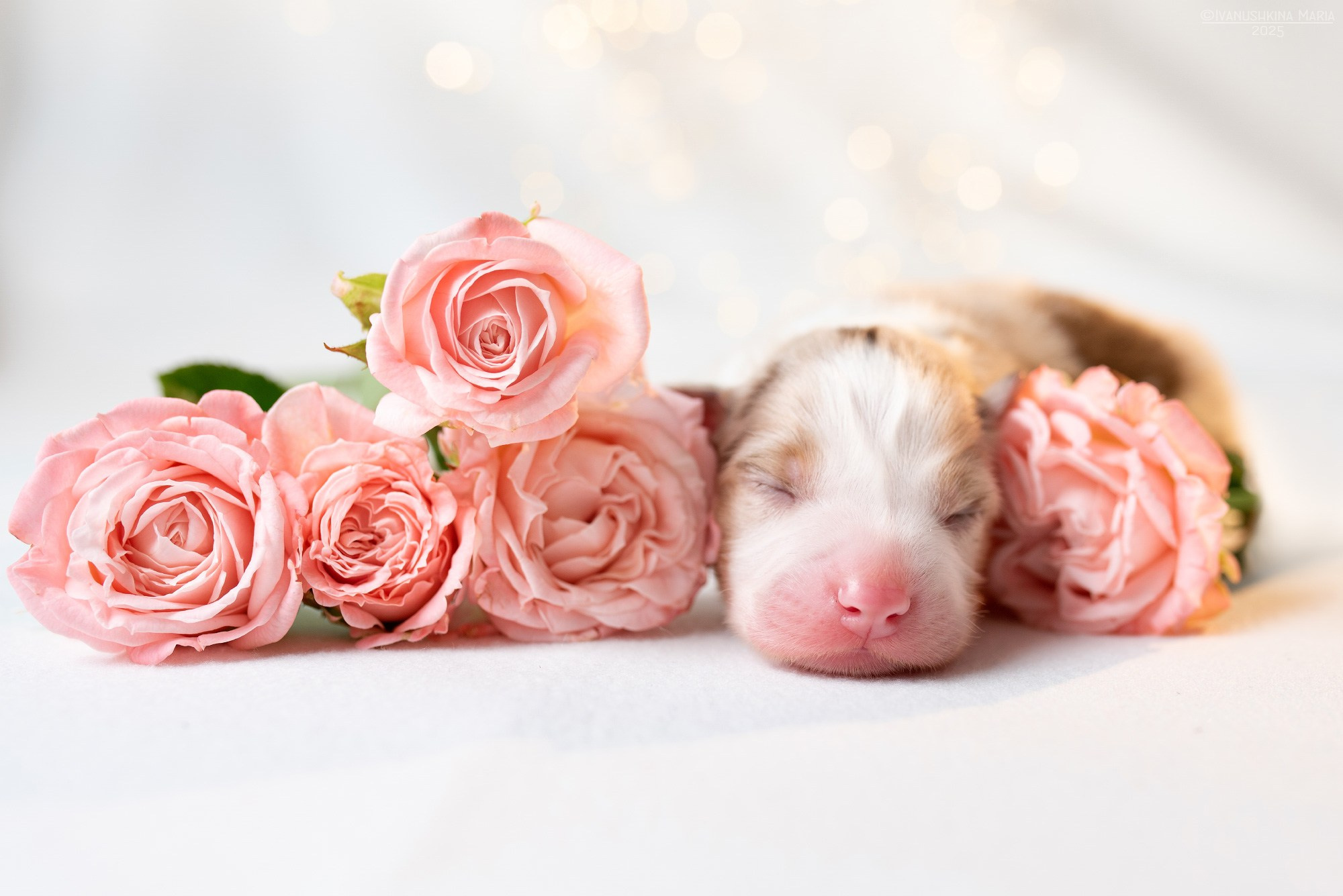 Ньюборн фотосессия щенков. Фотограф собак в Москве и Московской области Иванушкина Мария