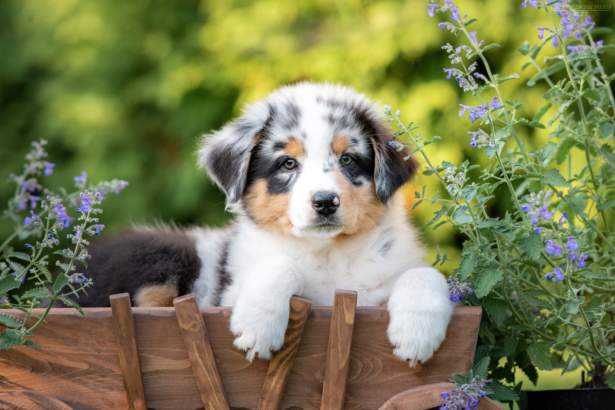 Фотосессия щенков на продажу. Фотограф собак в Москве и Московской области Иванушкина Мария
