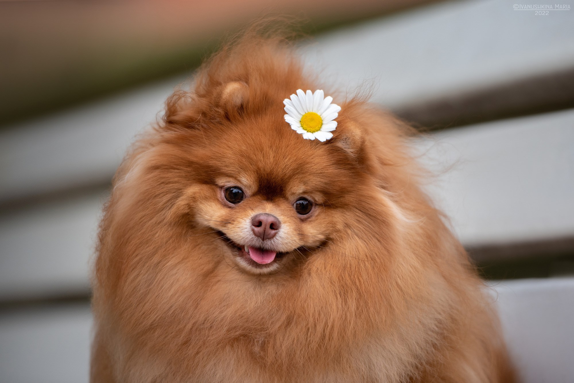 Фотограф-анималист. Фотограф собак в Москве и Московской области Иванушкина Мария