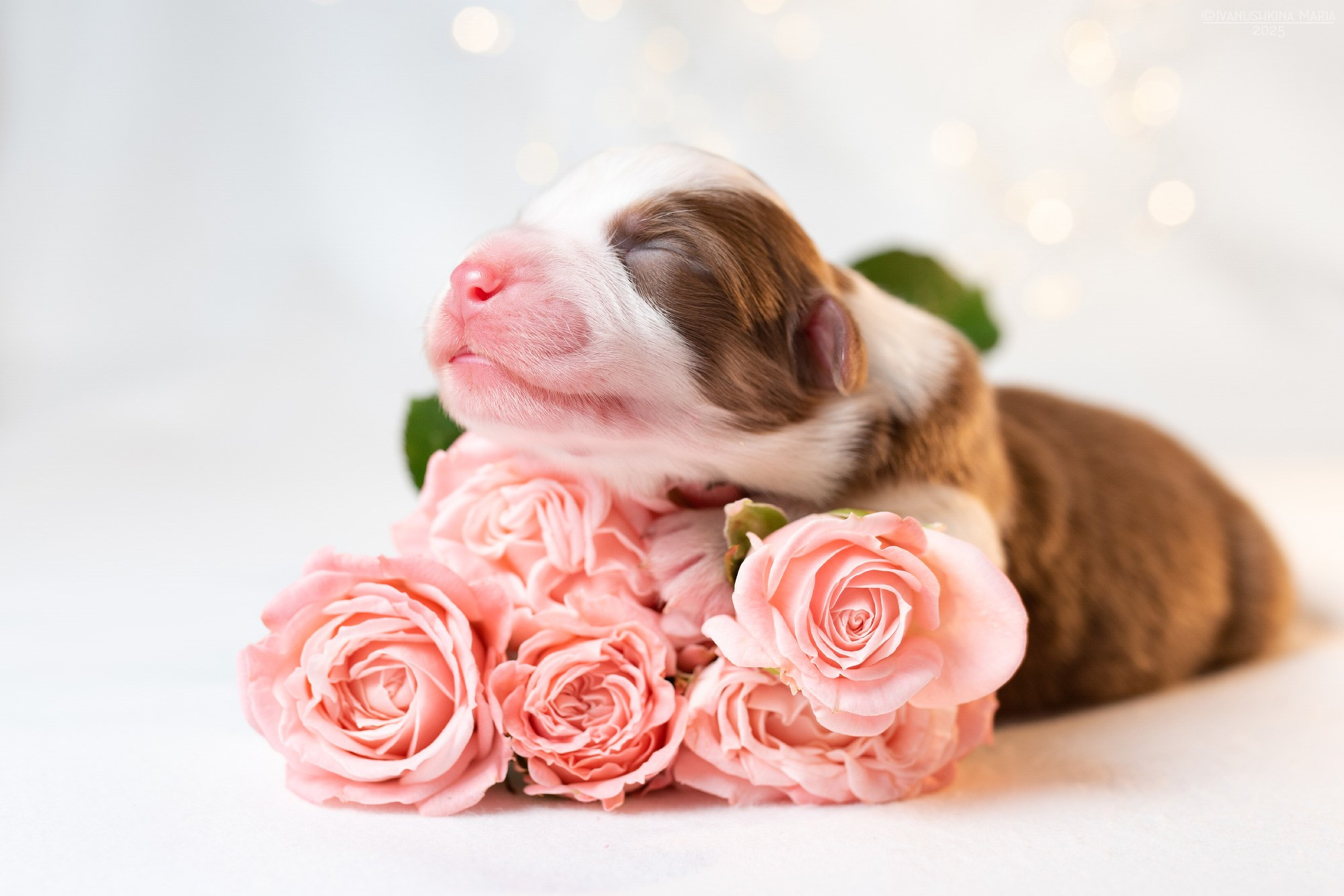 Ньюборн фотосессия щенков. Фотограф собак в Москве и Московской области Иванушкина Мария