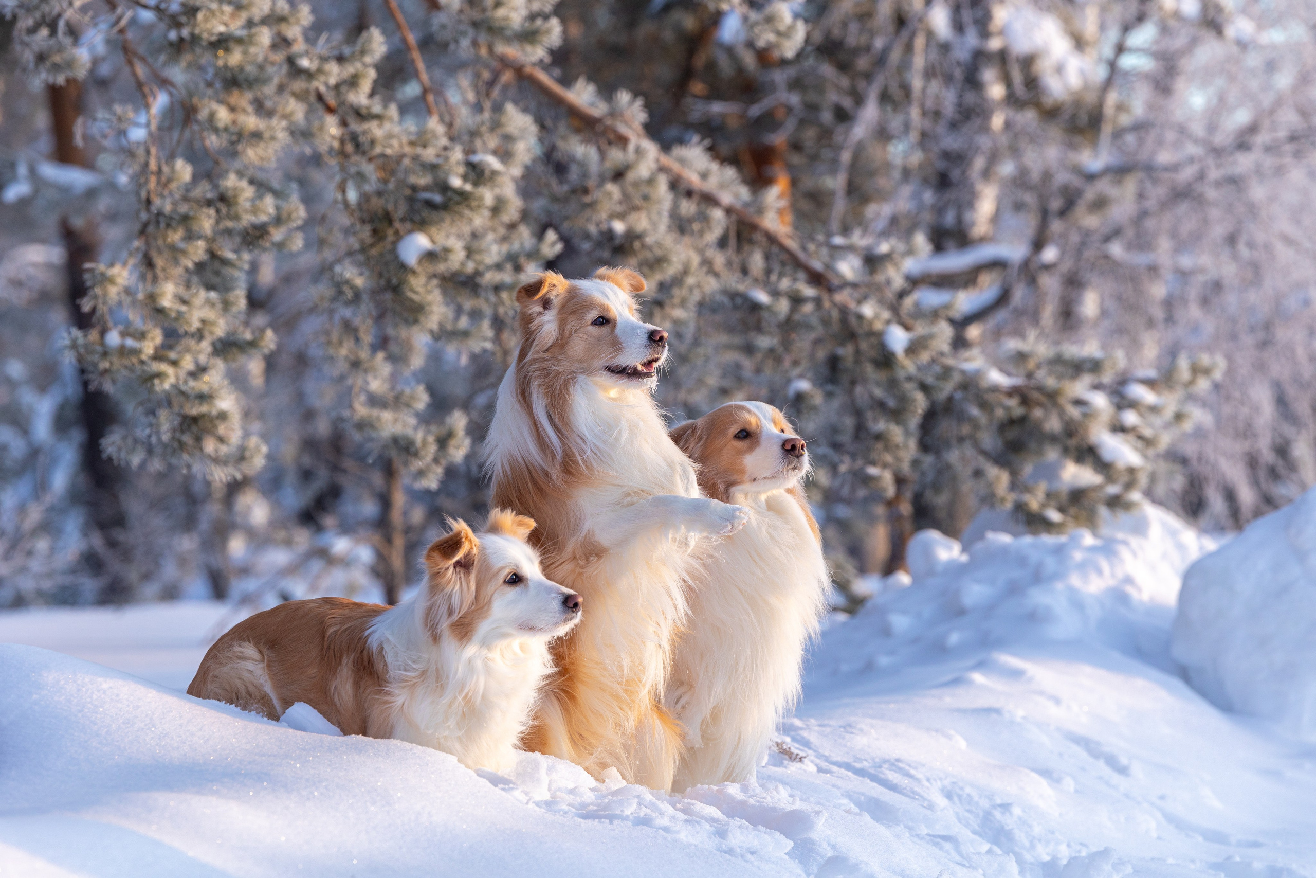 Бордер колли Прайм, Вэй и Лёля. Фотограф-анималист Natalia Deingel | Фотосъемка собак в Москве