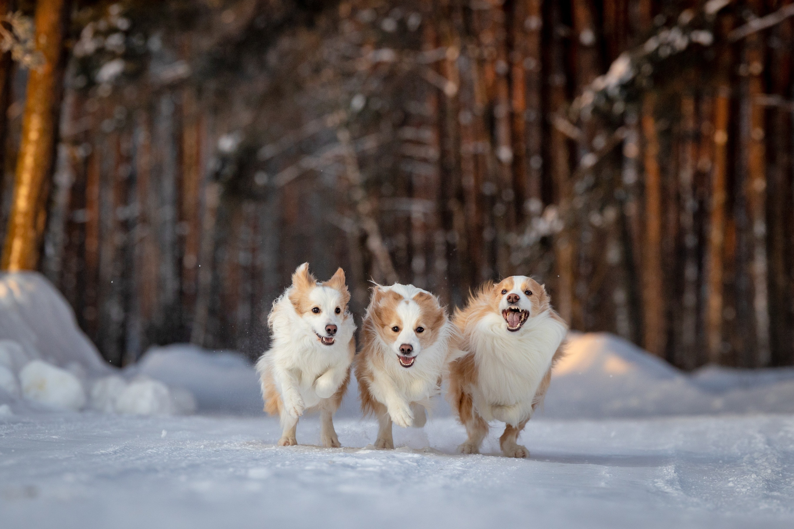 Бордер колли Прайм, Вэй и Лёля. Фотограф-анималист Natalia Deingel | Фотосъемка собак в Москве