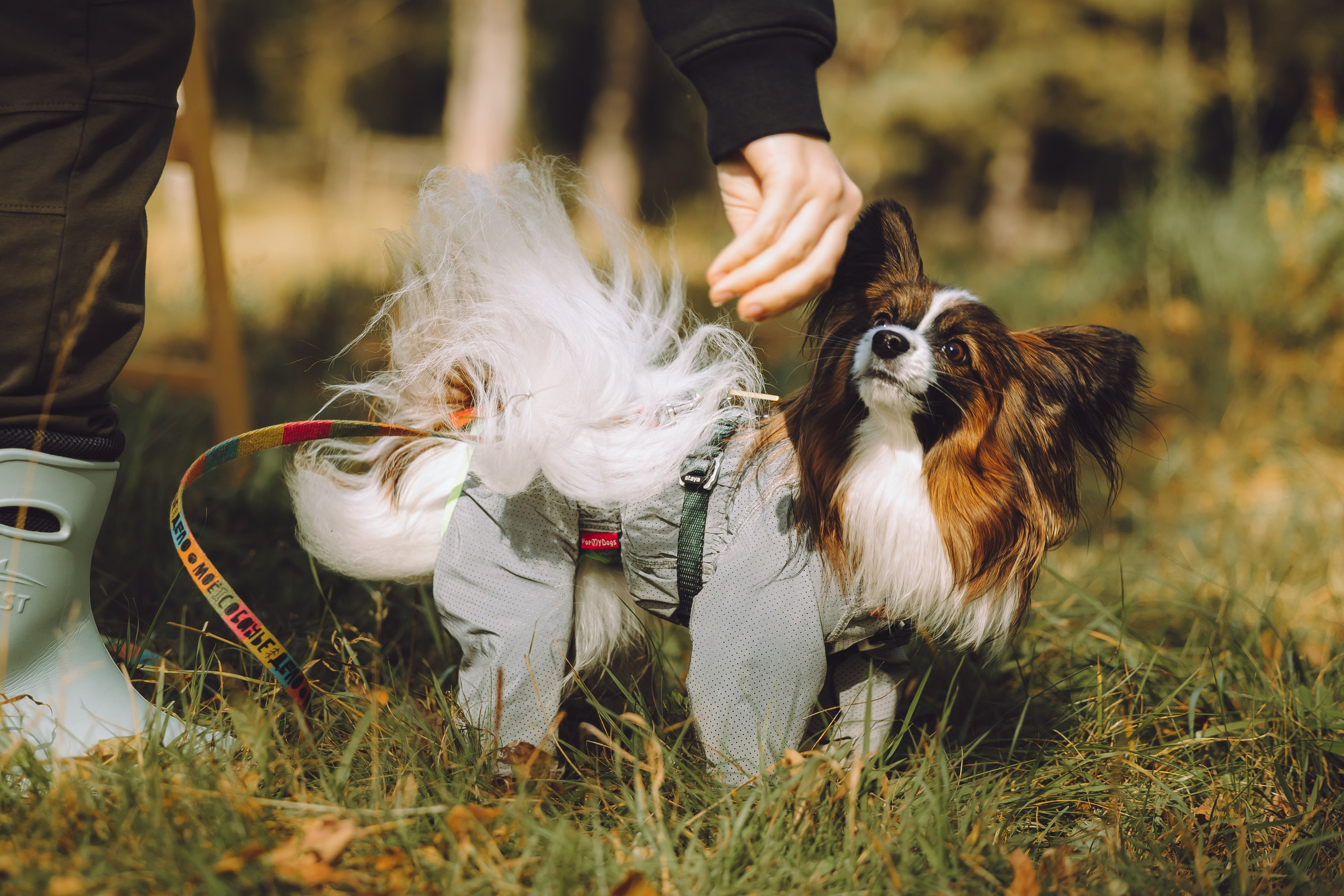 Выездной дог-тренинг от школы «Шерсть имею», Тованово