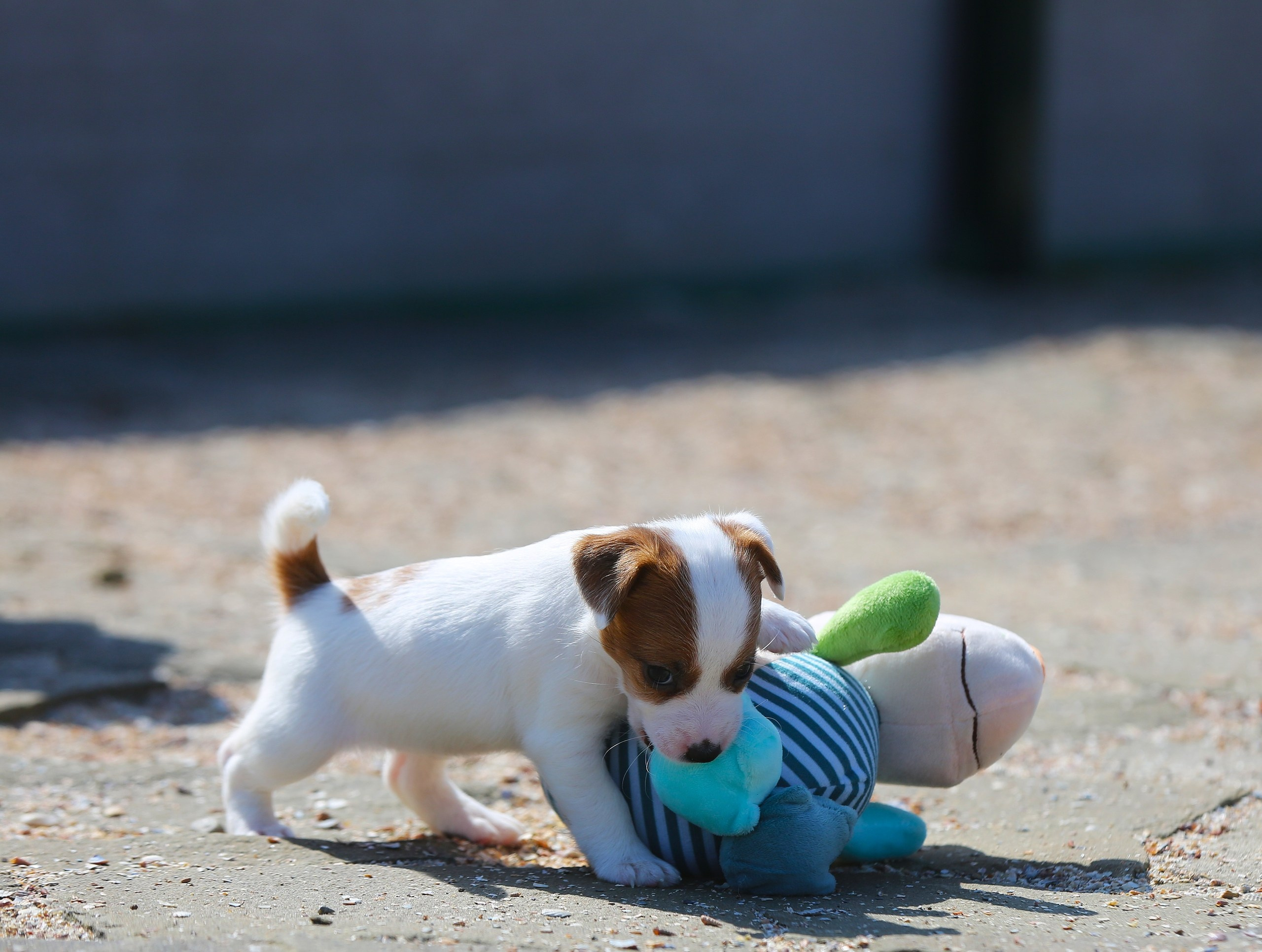 Общий альбом. Lovely-Orange питомник джек рассел терьеров