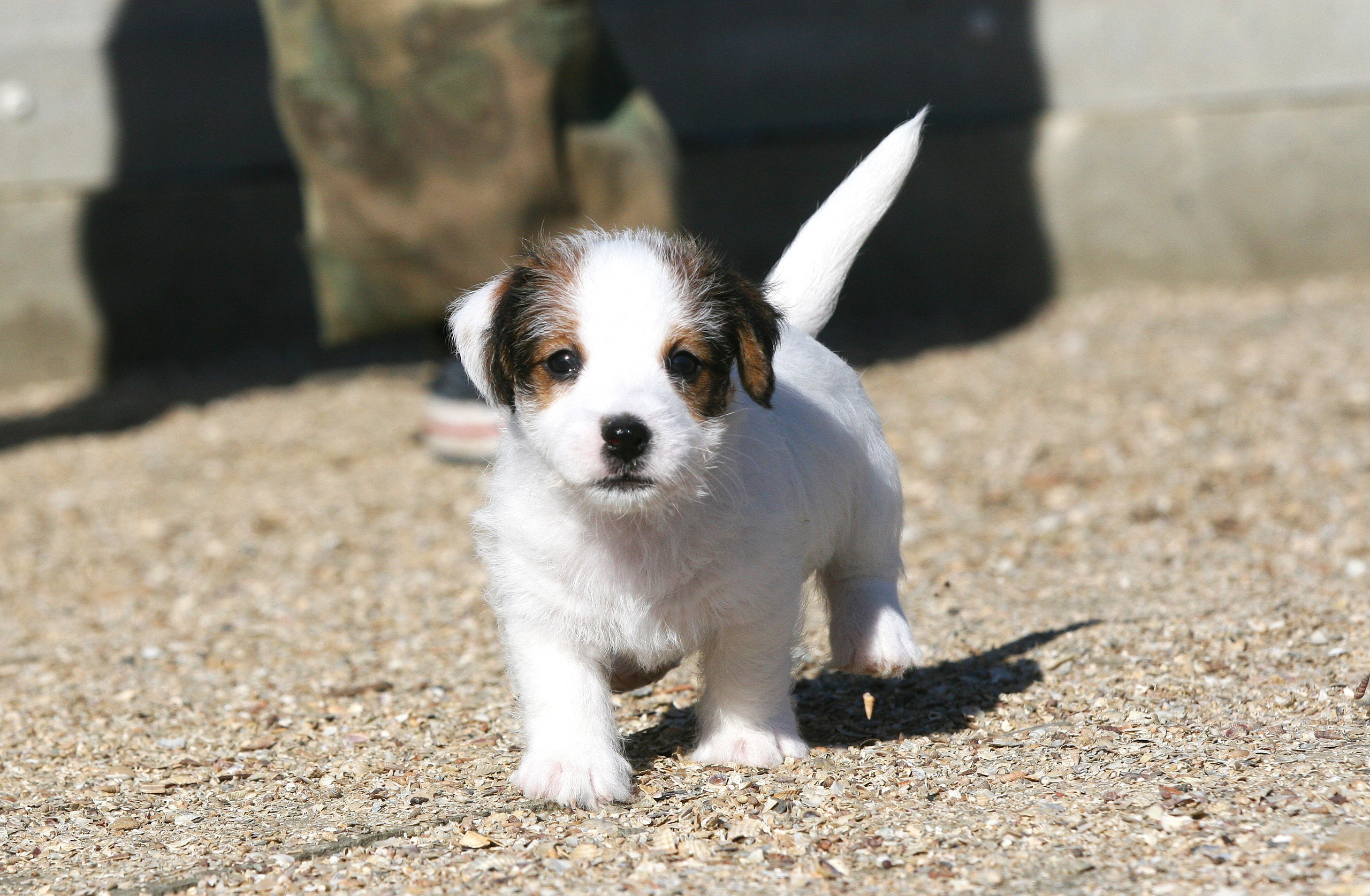 Female 1 brocken not available at this moment. Lovely-Orange питомник джек рассел терьеров