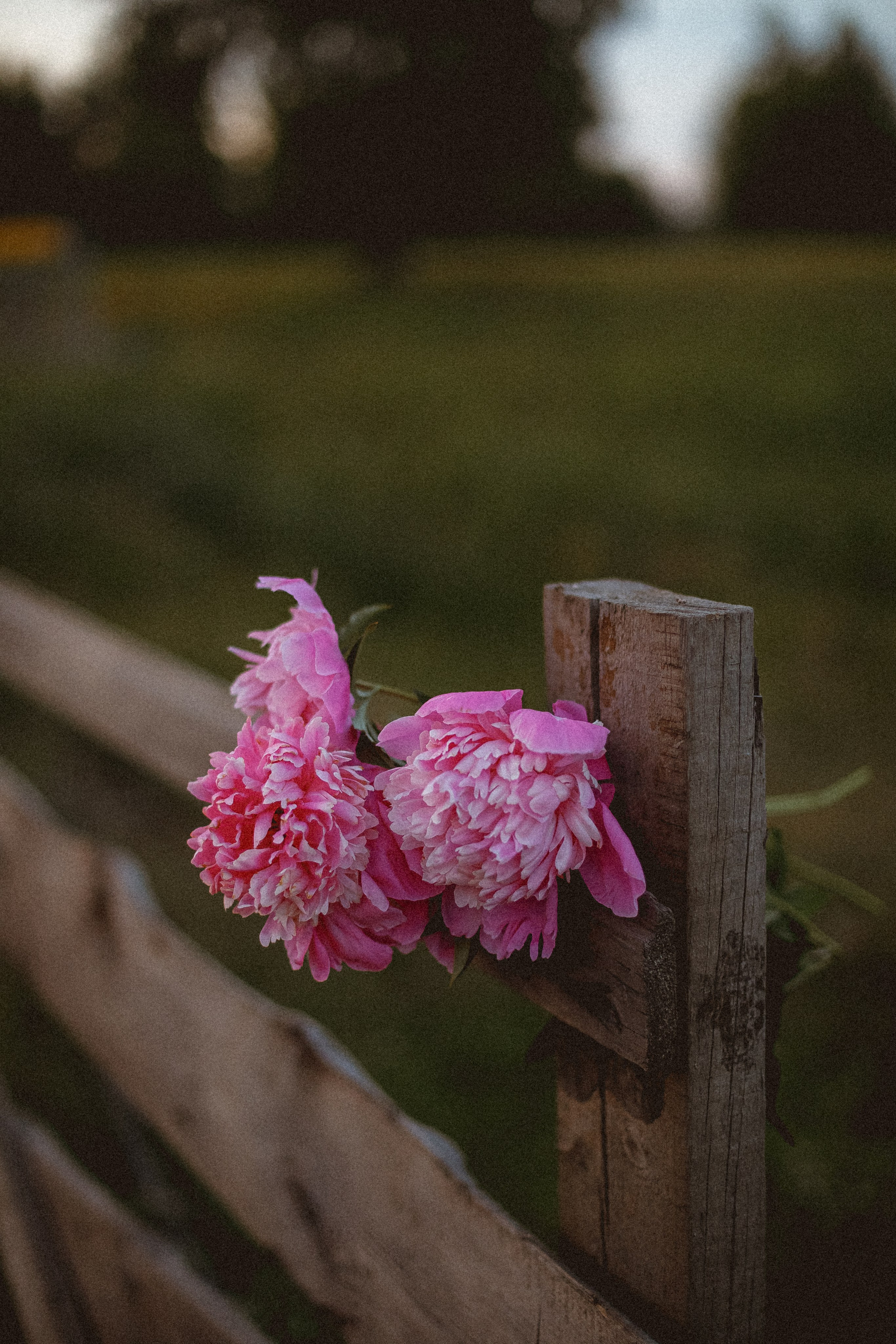 Мария. Лето. Поле. Фотограф в Москве Базанова Дарья
