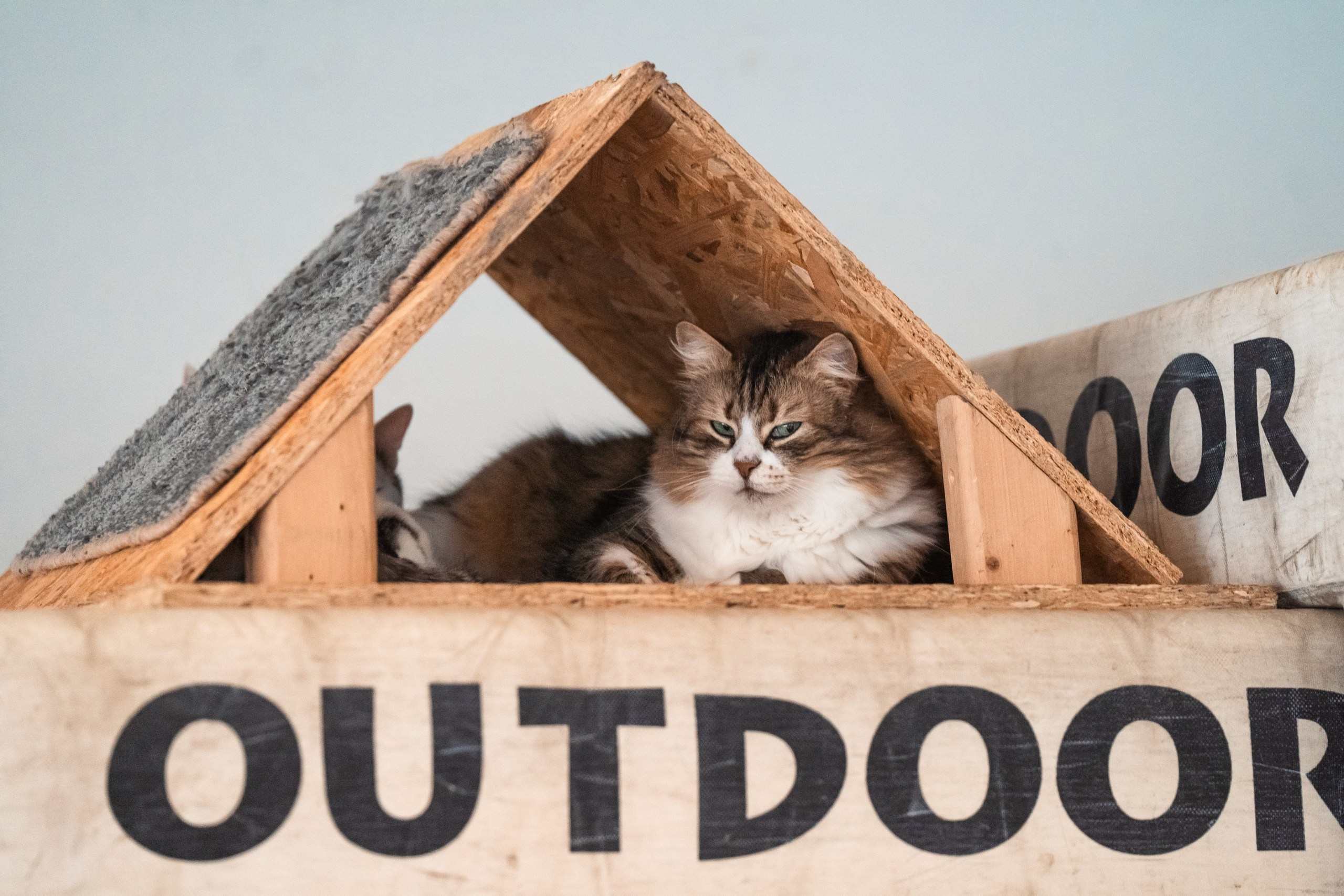 Отзывы. Фотограф анималист