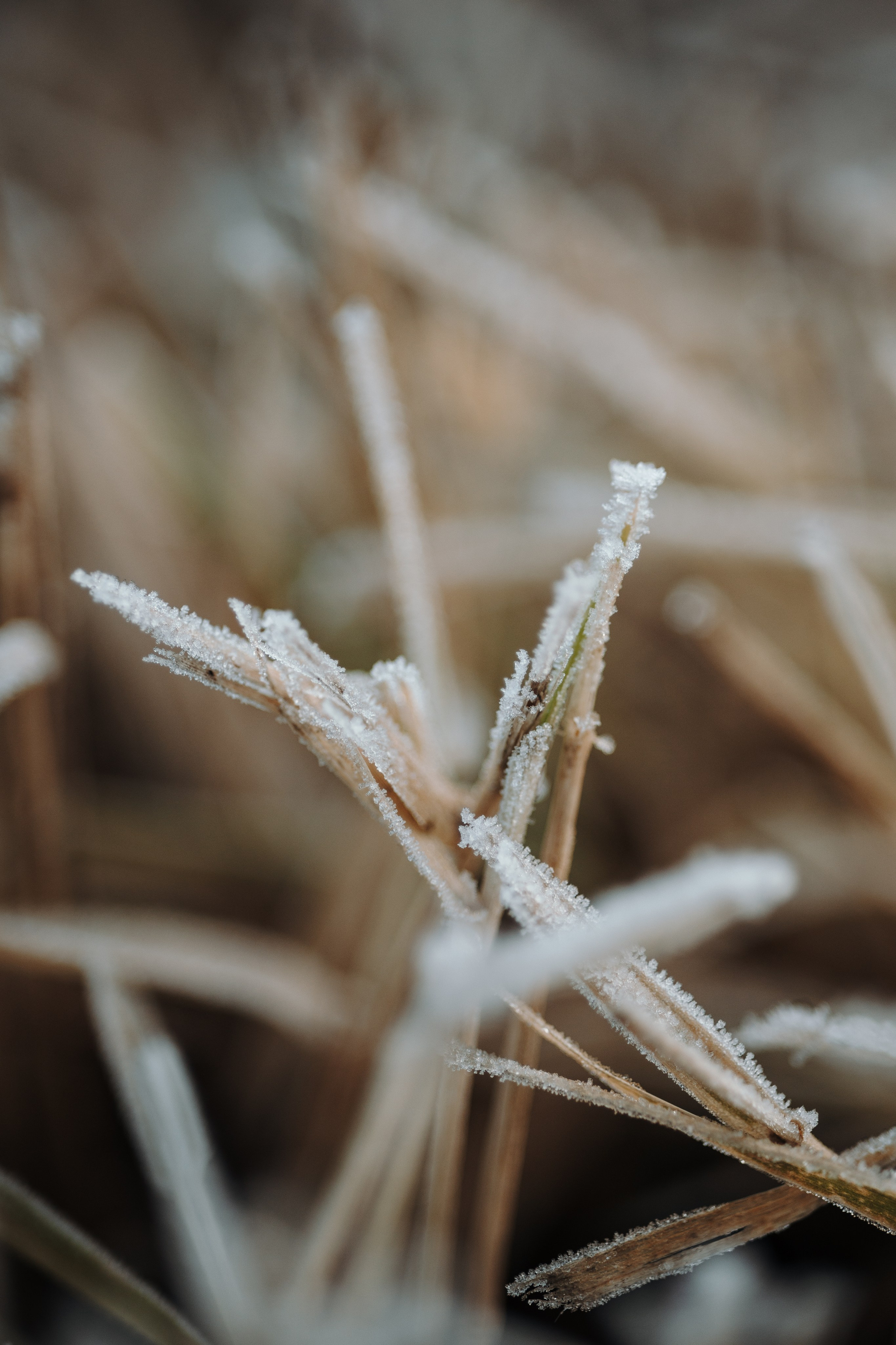 Юля и Джесси. Фотограф — Анималист | Санкт-Петербург