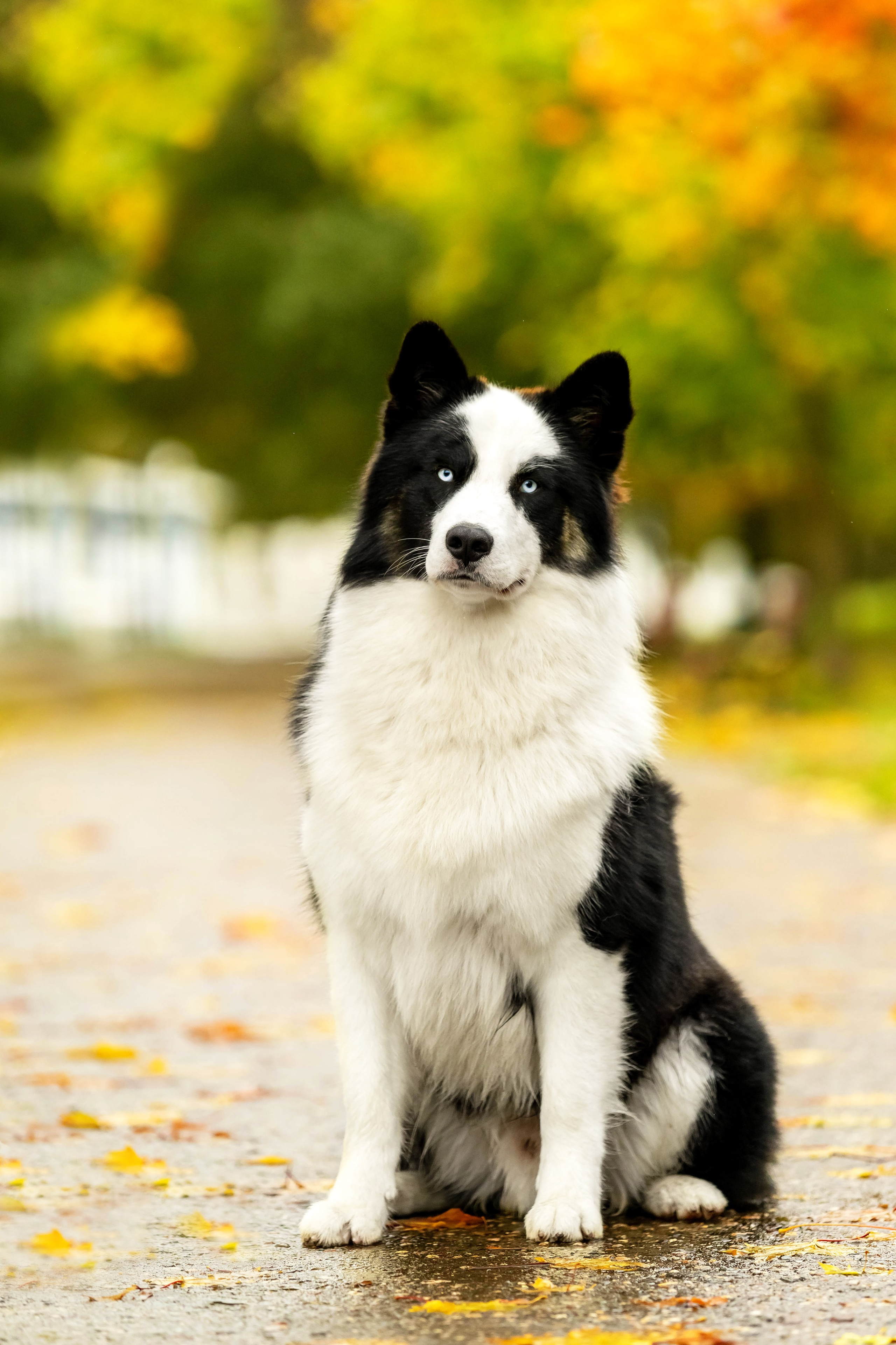 Якутская Лайка Гард. Https://moshkovaphoto.ru/