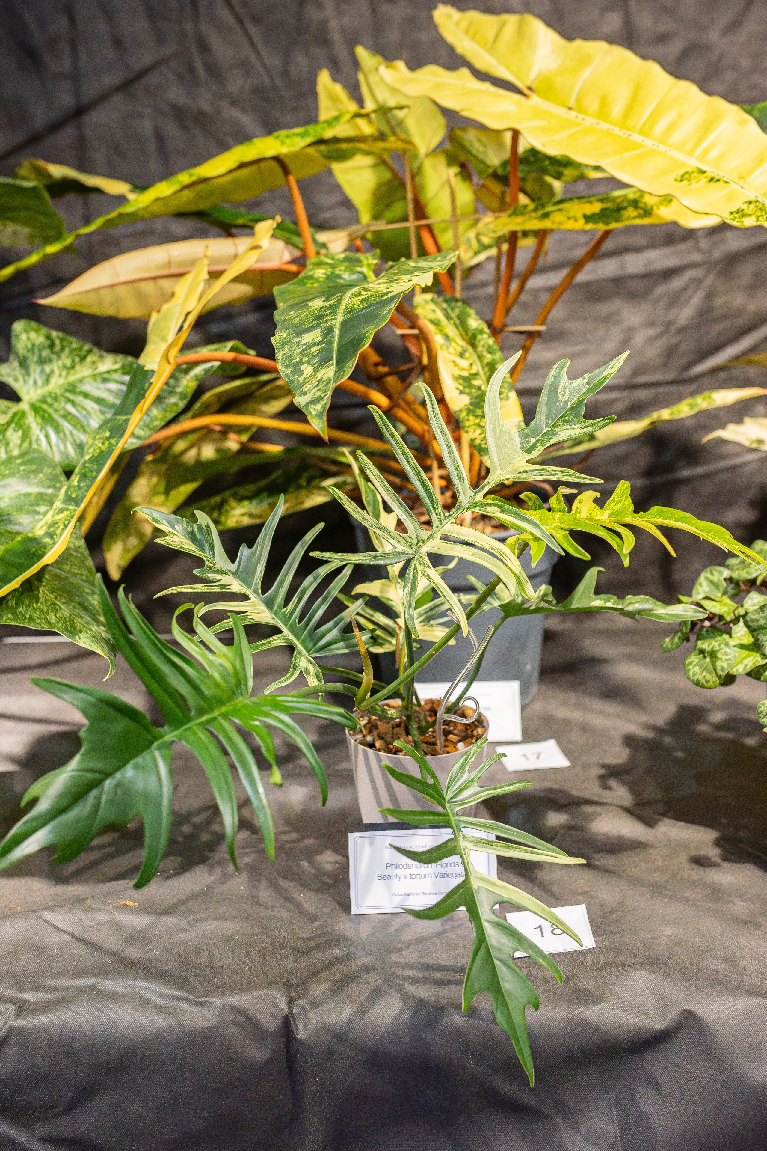 Монстериум апрель 2026. Александра Куликова фотограф, Москва