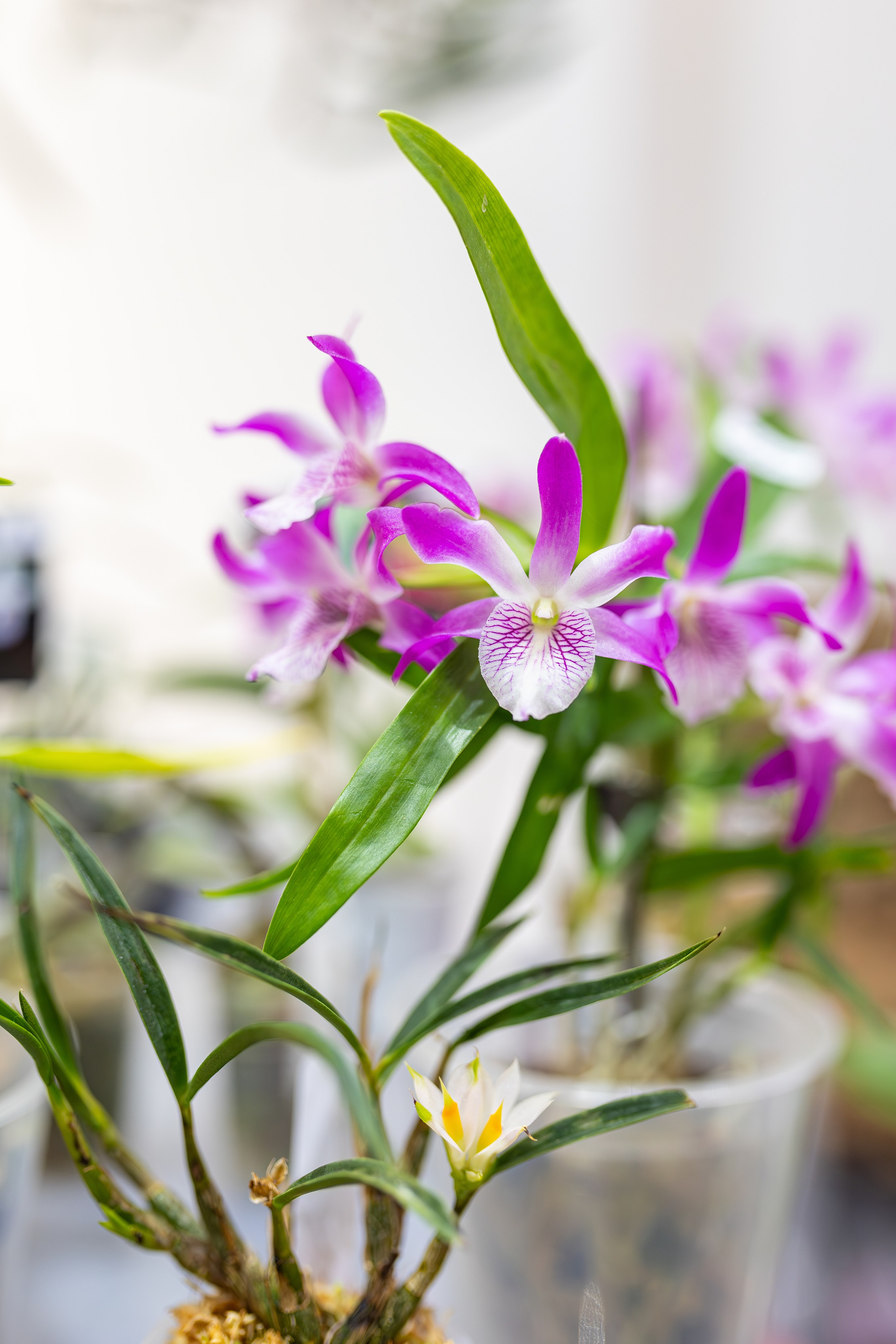 Монстериум апрель 2026. Александра Куликова фотограф, Москва