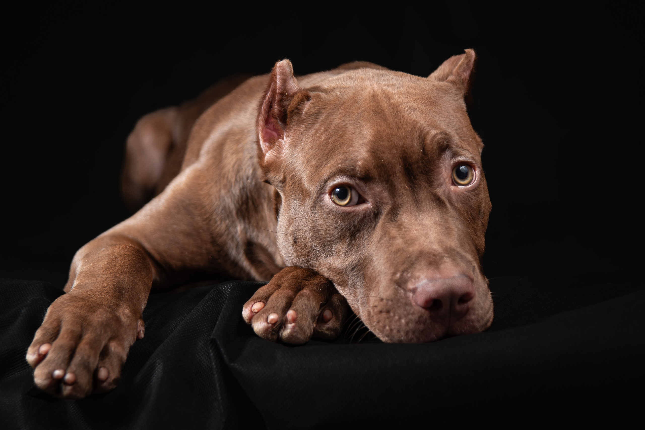 Фотосессия собак на черном фоне в Нижнем Новгороде. Фотограф Макс Огурцов в Нижнем Новгороде