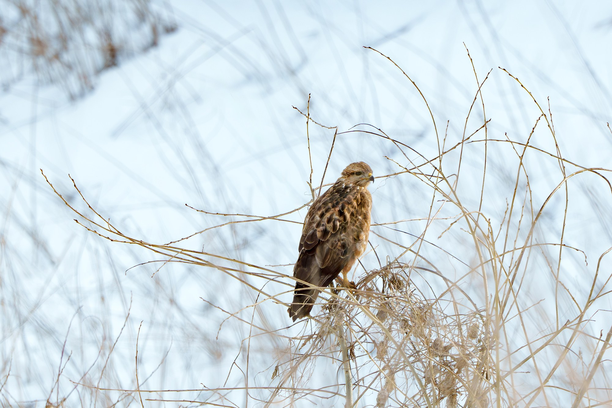 Удивительные мир птиц. Вокруг нас столько прекрасного — присмотритесь!. Ваш личный фотограф Марина Волкова