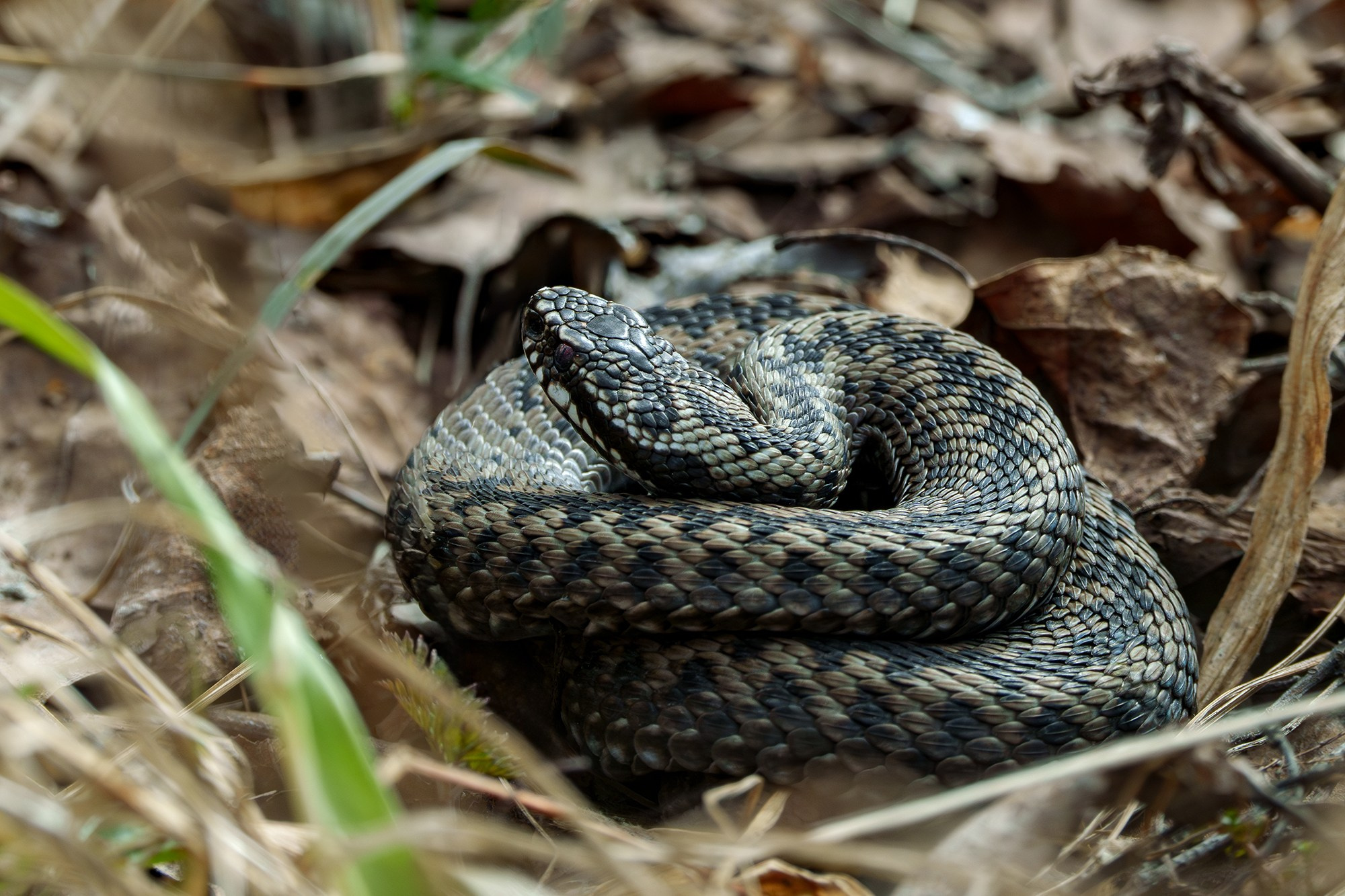 Животные. Ваш личный фотограф Марина Волкова