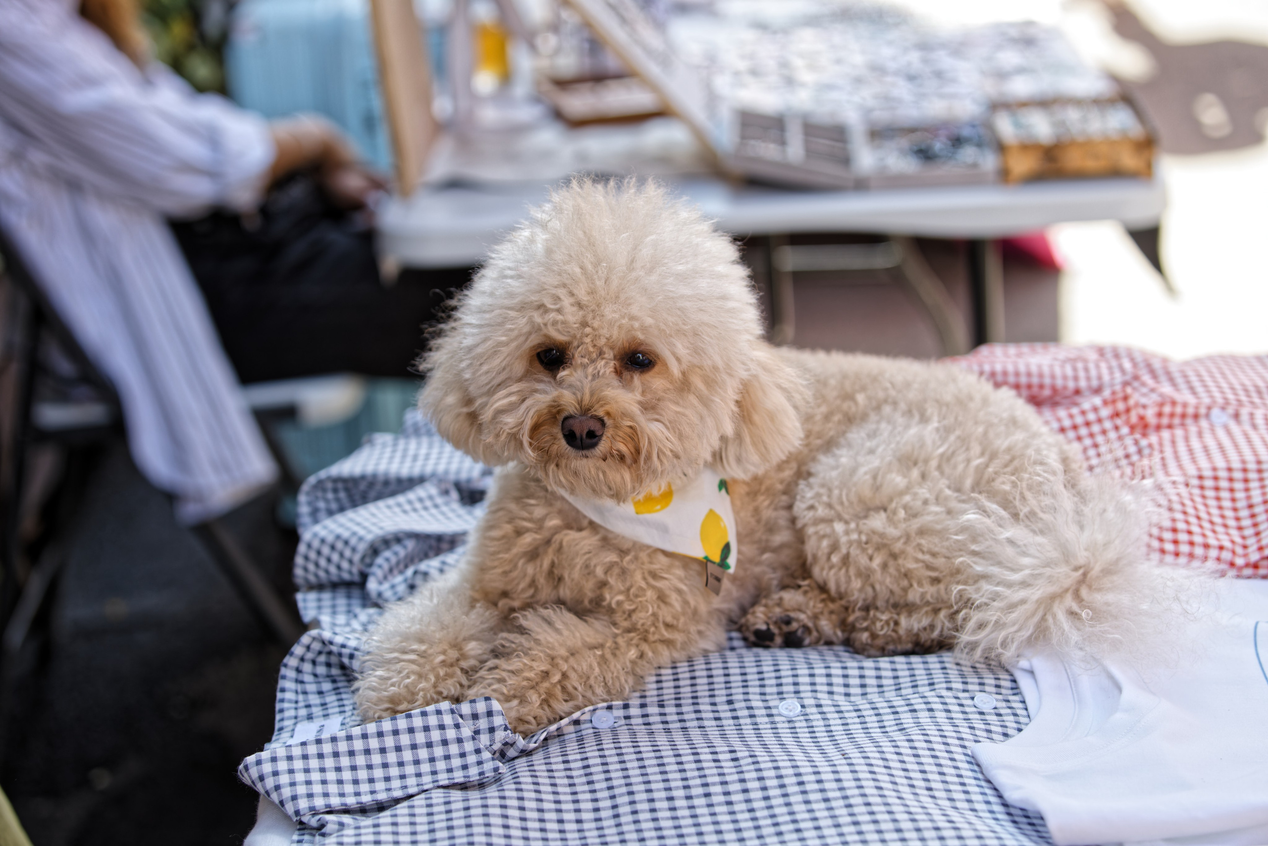 Вечеринка для собак Oh my dog 20.07.2025. Репортажный и спортивный фотограф в г. Пермь Зильберг Павел