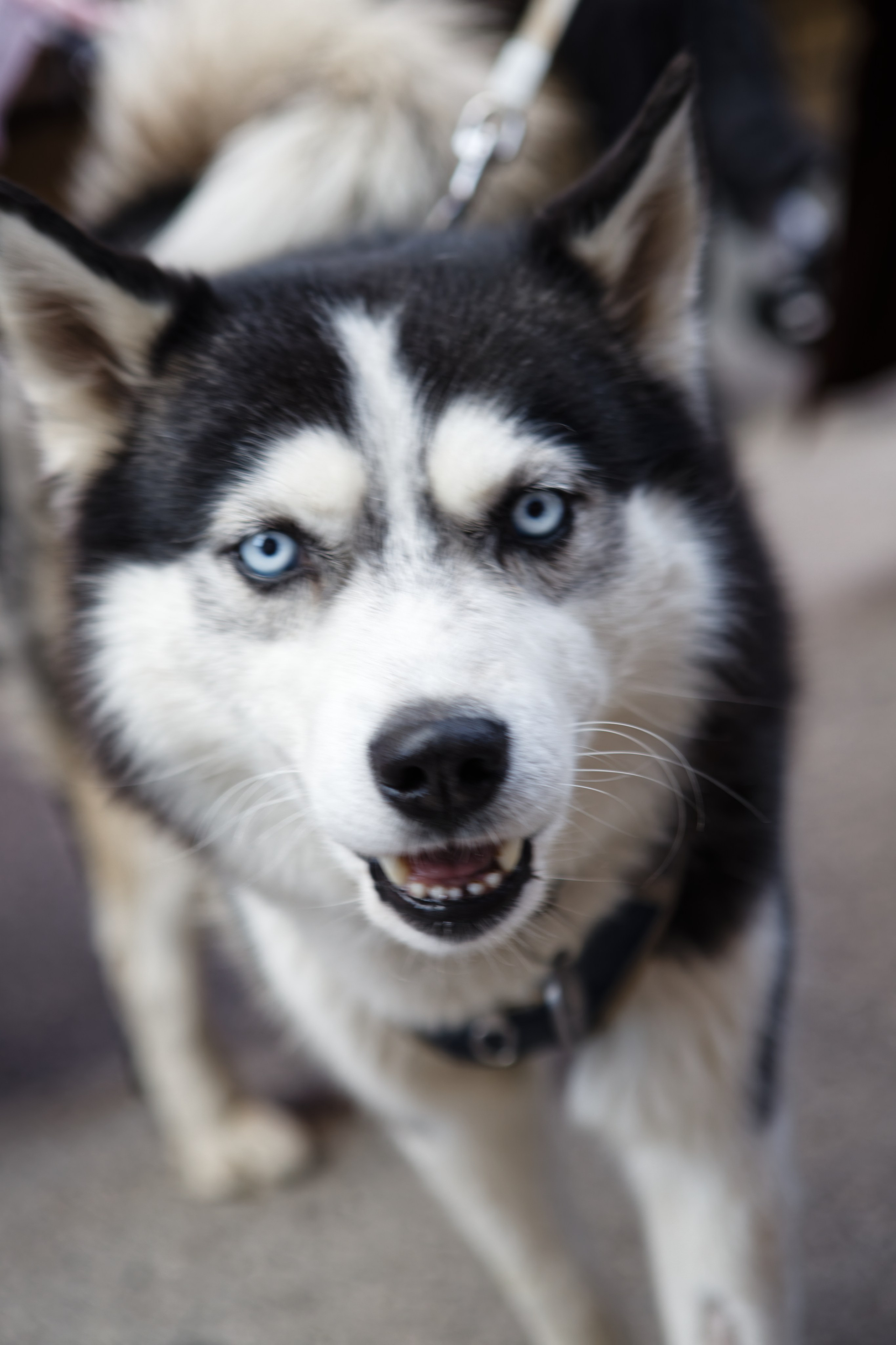 Вечеринка для собак Oh my dog 20.07.2025. Репортажный и спортивный фотограф в г. Пермь Зильберг Павел