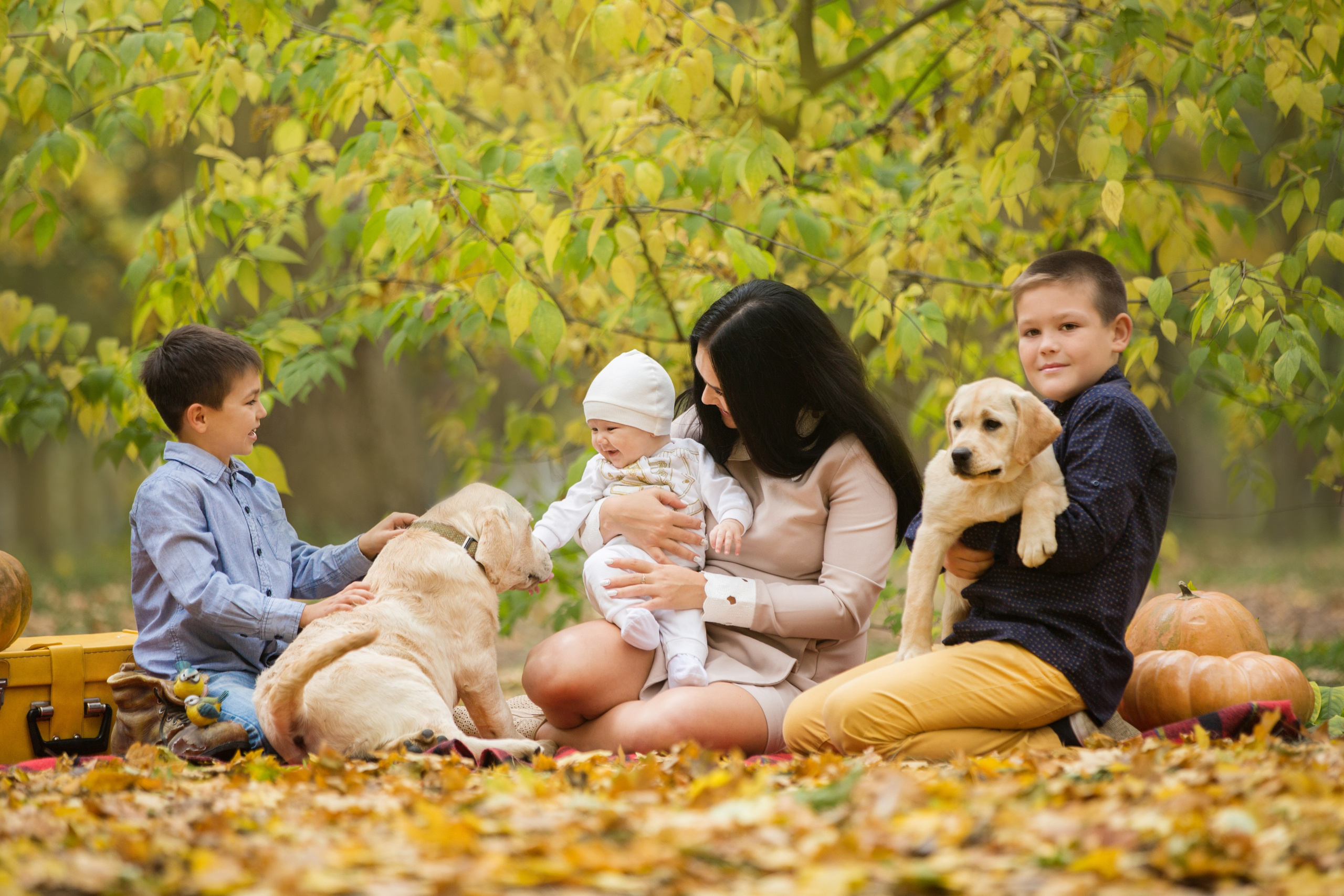 Щенки лабрадоры. Осень. Свадебный семейный и детский фотограф в Краснодаре Карина Федоровская