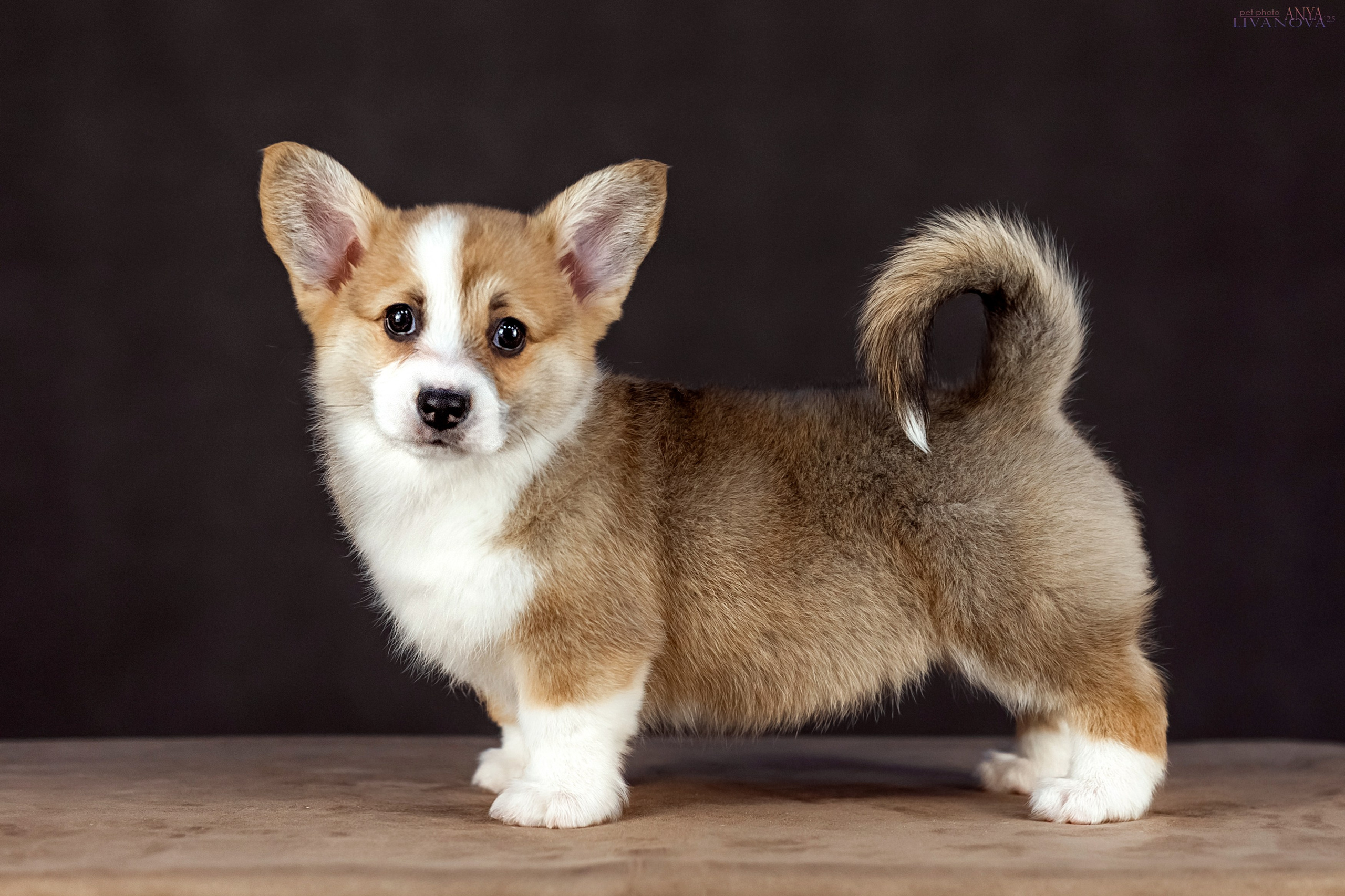 Коржики. Фотограф анималист Аня Ливанова | Рыбинск