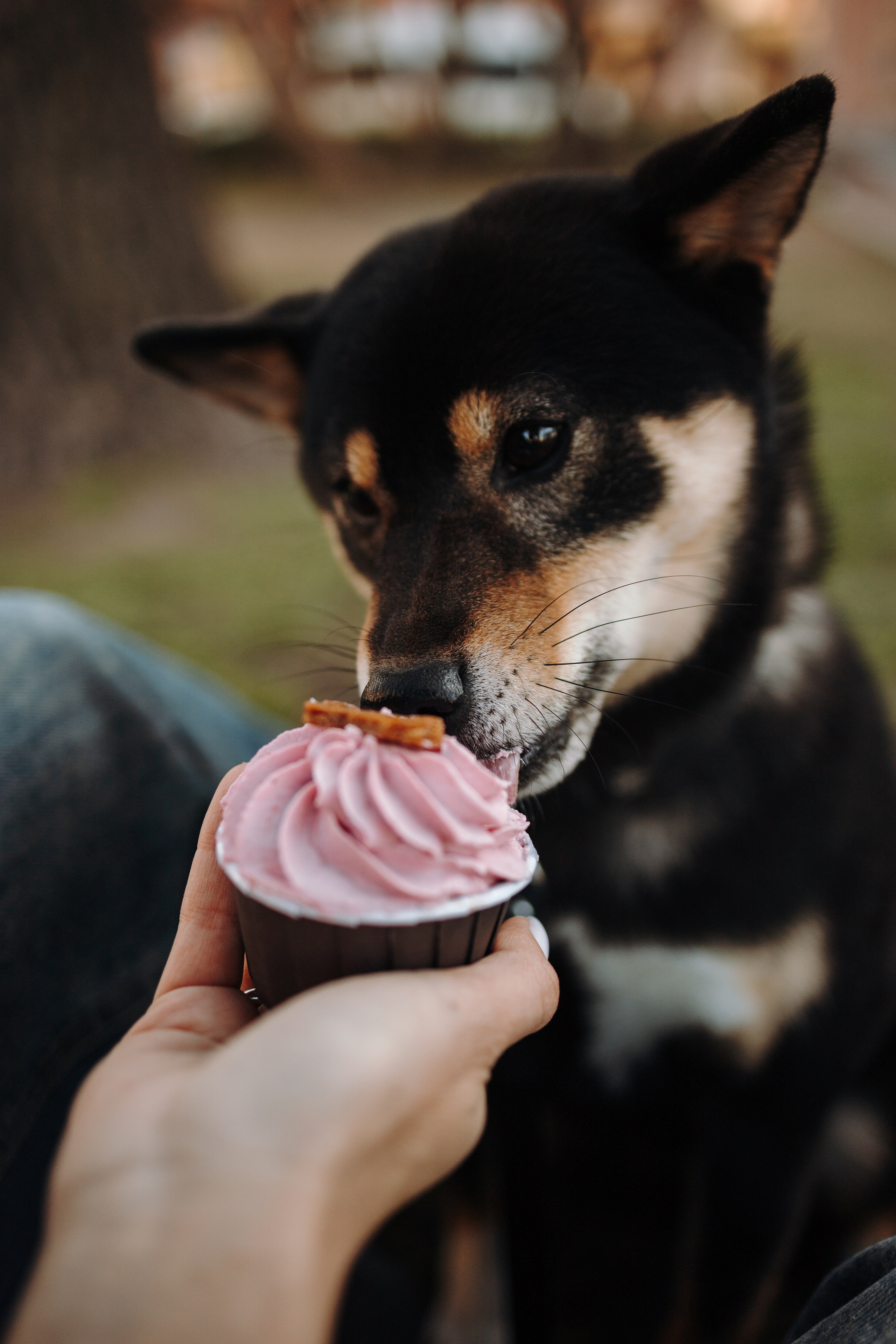 Даша и ее девочки. Фотограф — Анималист | Санкт-Петербург