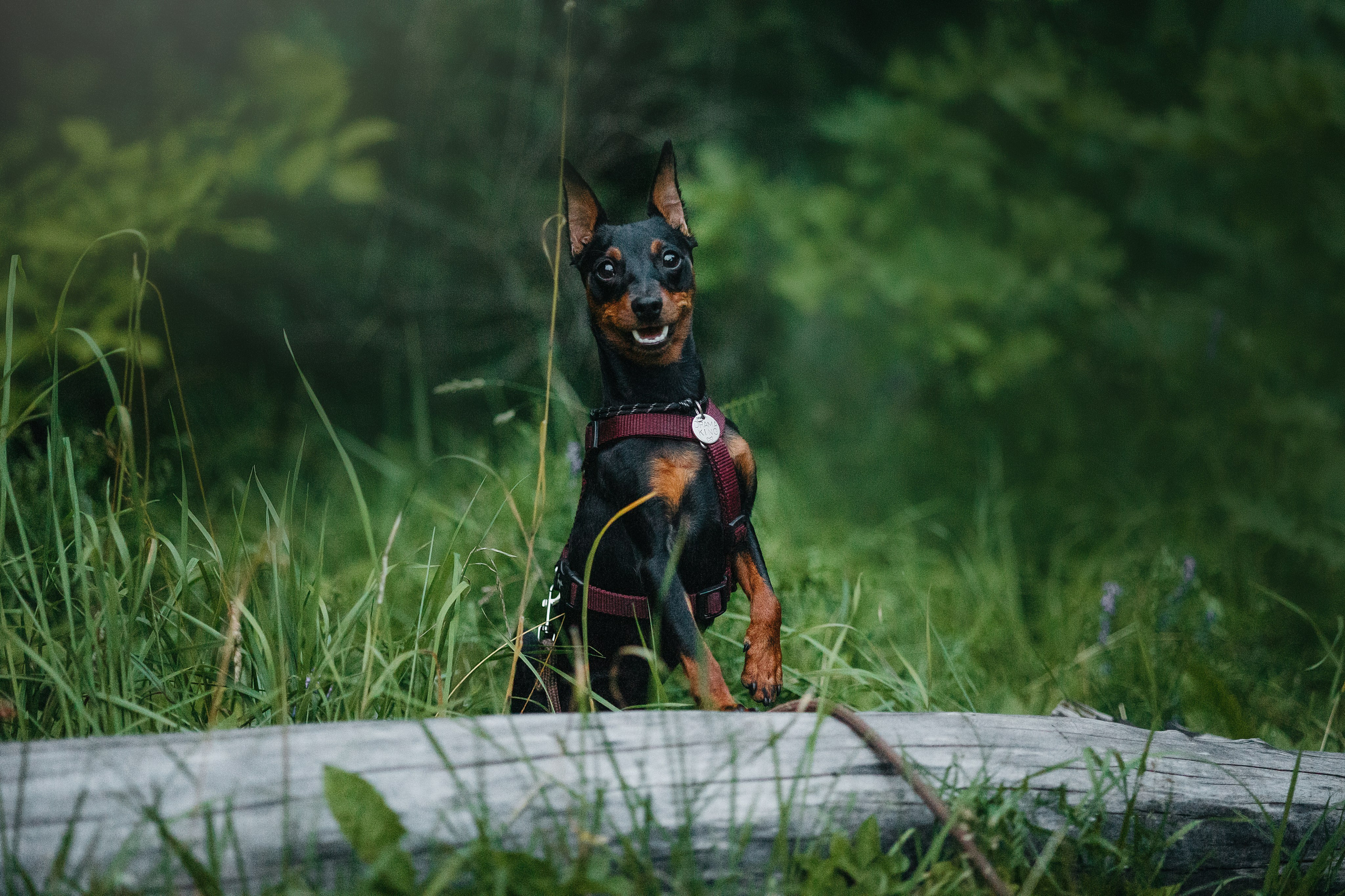 Сириус и его семья. Фотограф — Анималист | Санкт-Петербург