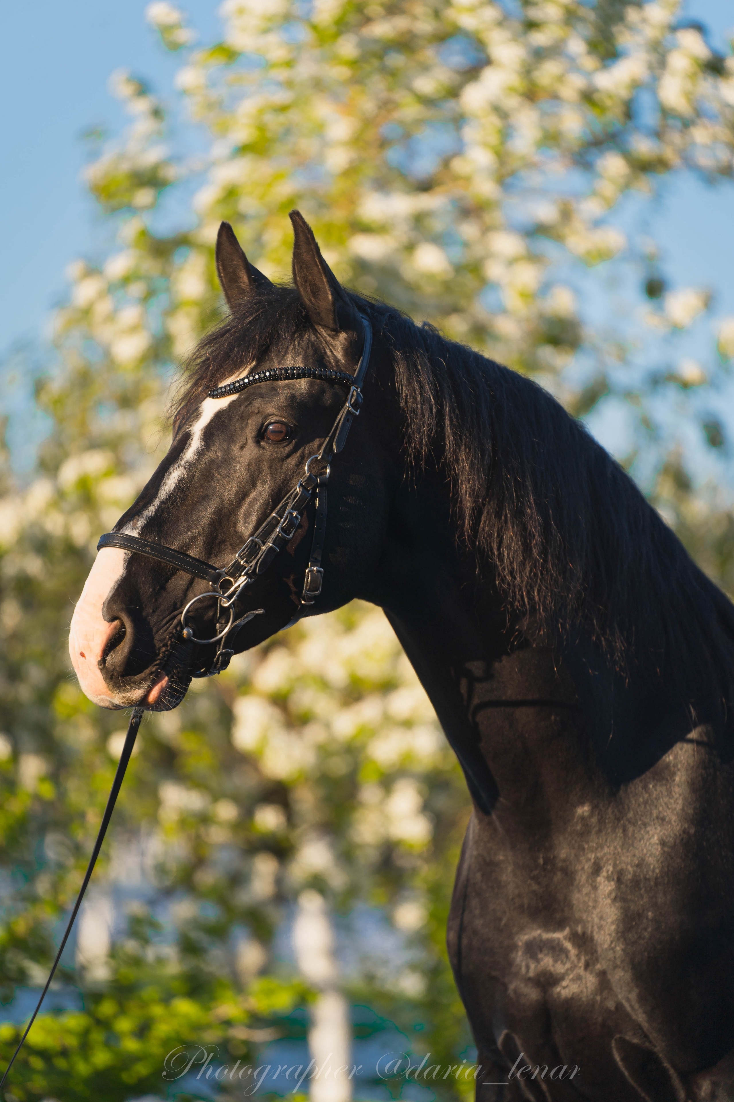 Экстерьер и спорт. Фотограф в Москве Ленарская Дарья