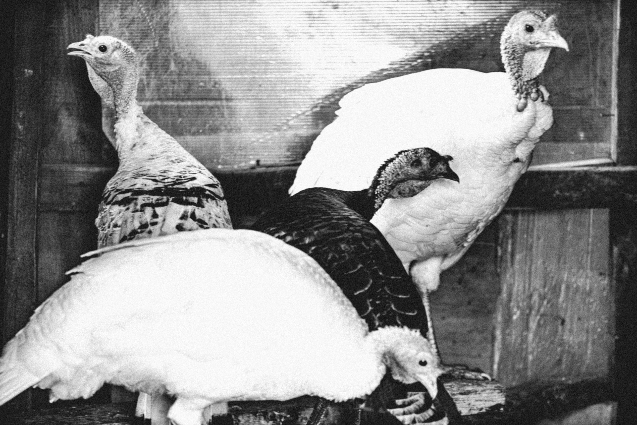 Ч.б. фотографии. Фотографии Лены Соколовой