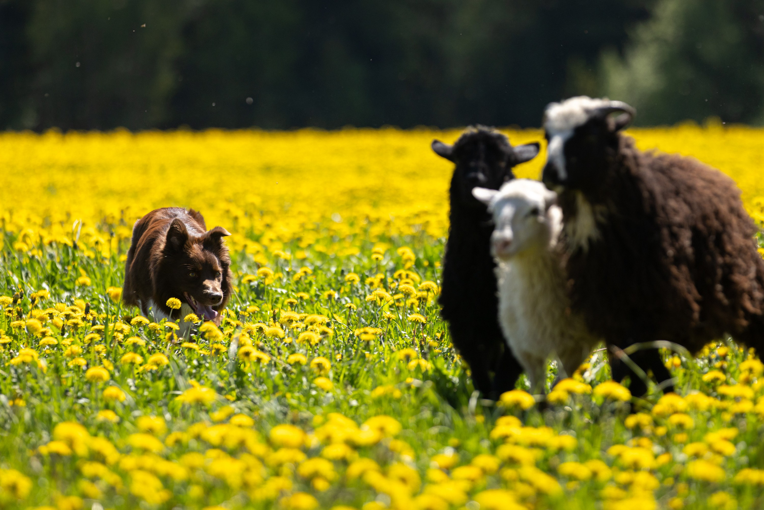 Репортажная съёмка спортивных мероприятий. ESHE_PHOTO Фотограф в Москве и Московской области