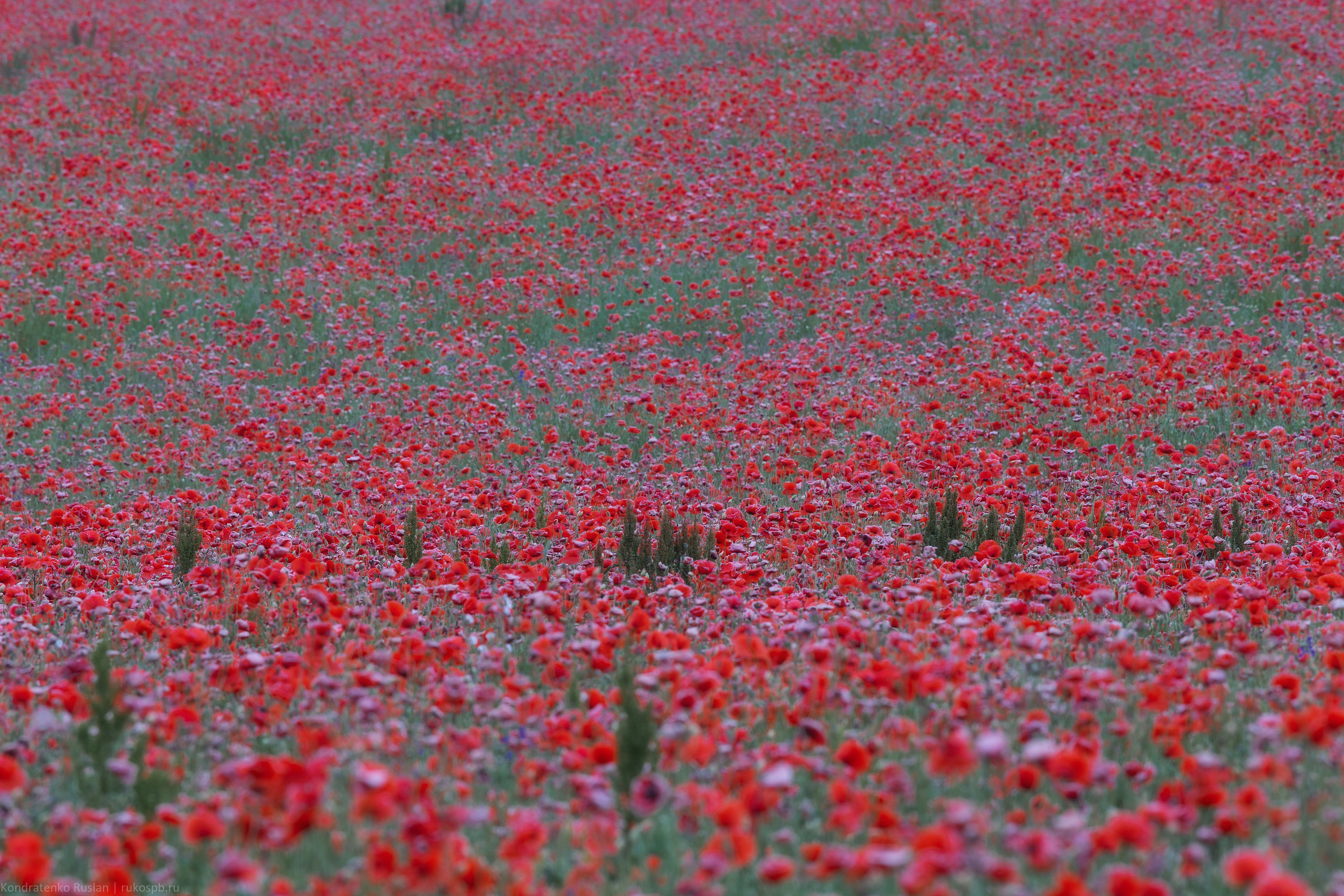 Псковская область. Архитектурный и пейзажный фотограф Кондратенко Руслан, Санкт-Петербург