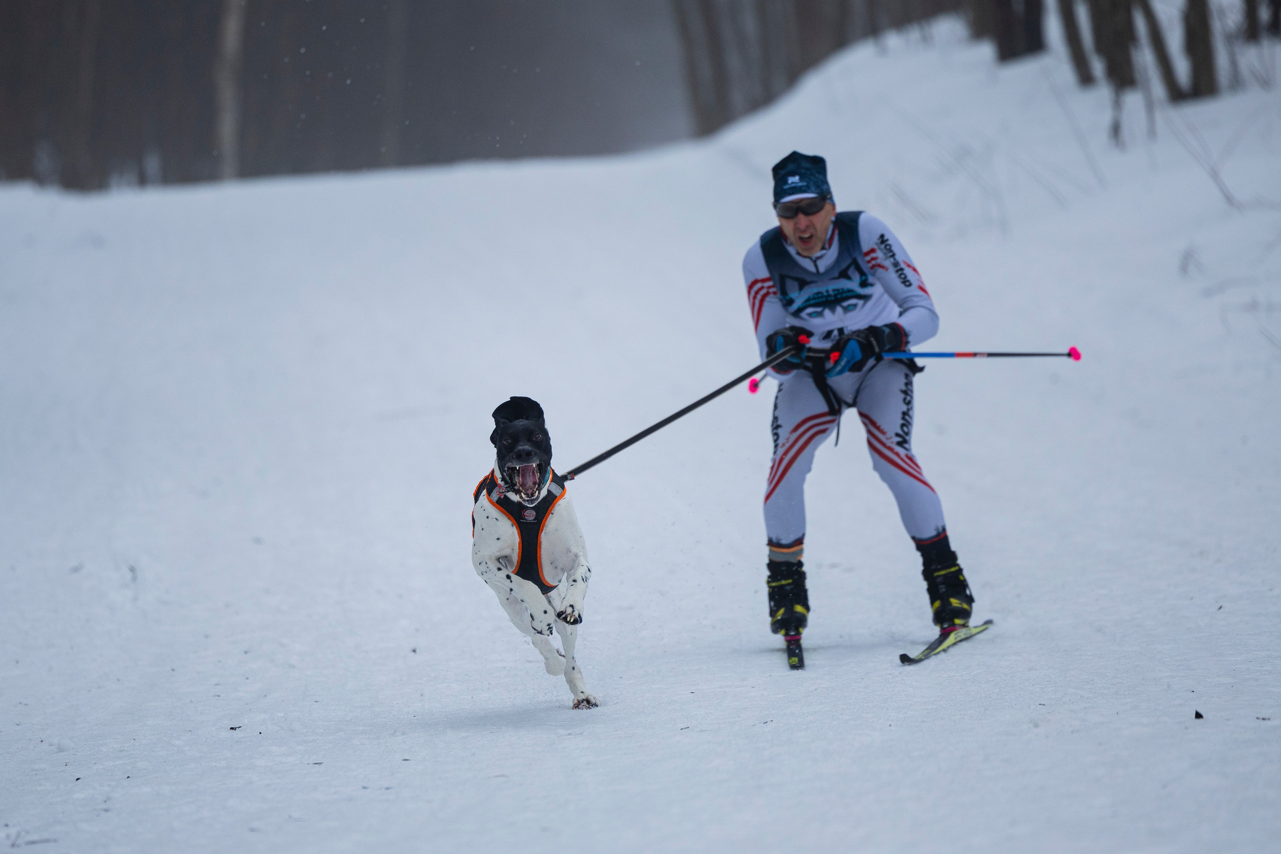 Зимний Чемпионат Санкт-Петербурга по ездовому спорту. Фотограф-анималист Анна Маринич