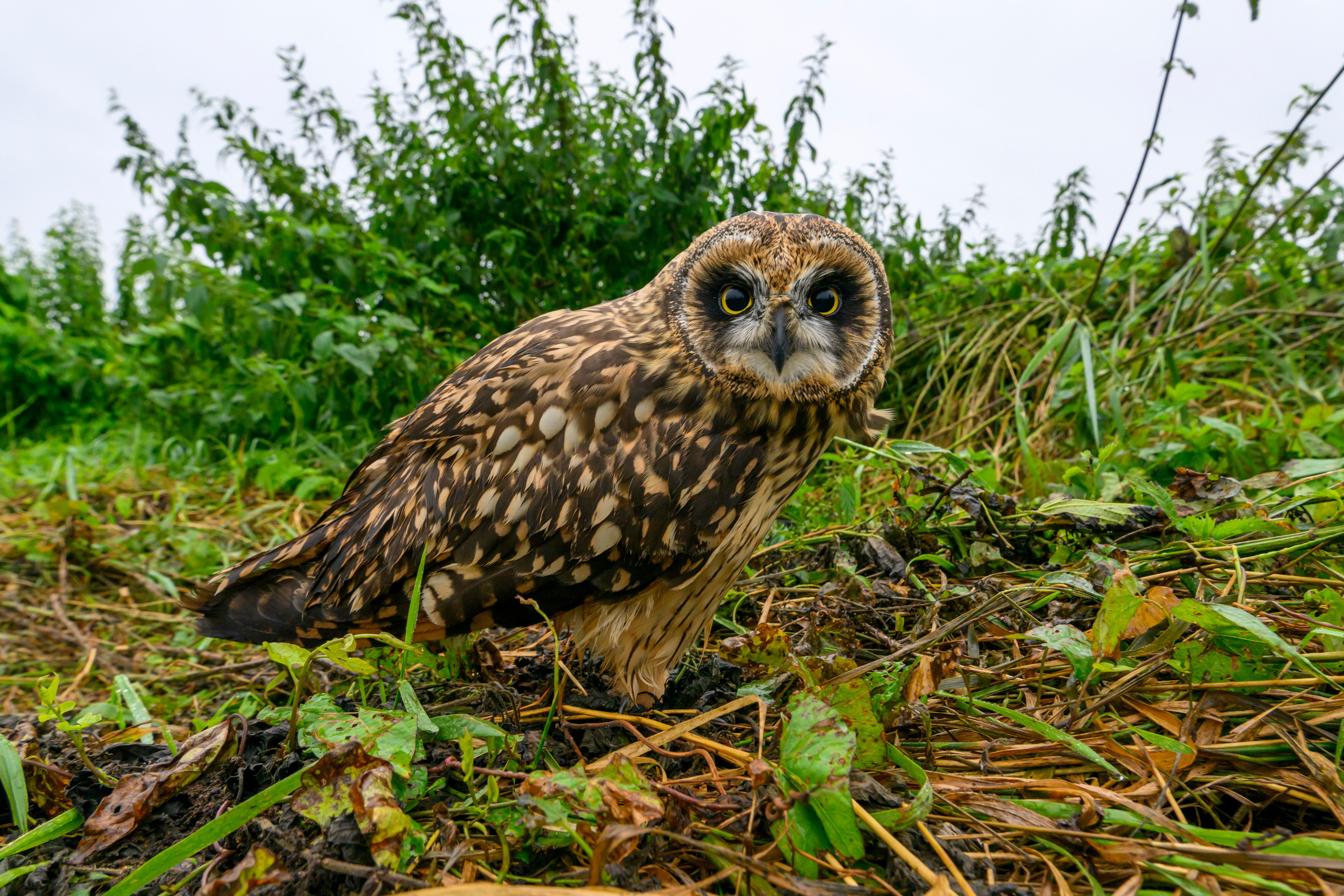 Фотосессия совенка | Owlet photo session. Фотограф Сергей Пупонин