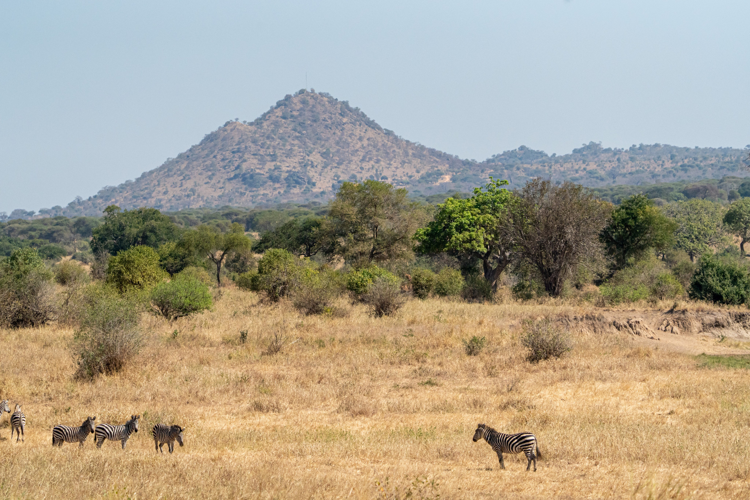 Танзания, сафари, 2025. Творческие сьемки