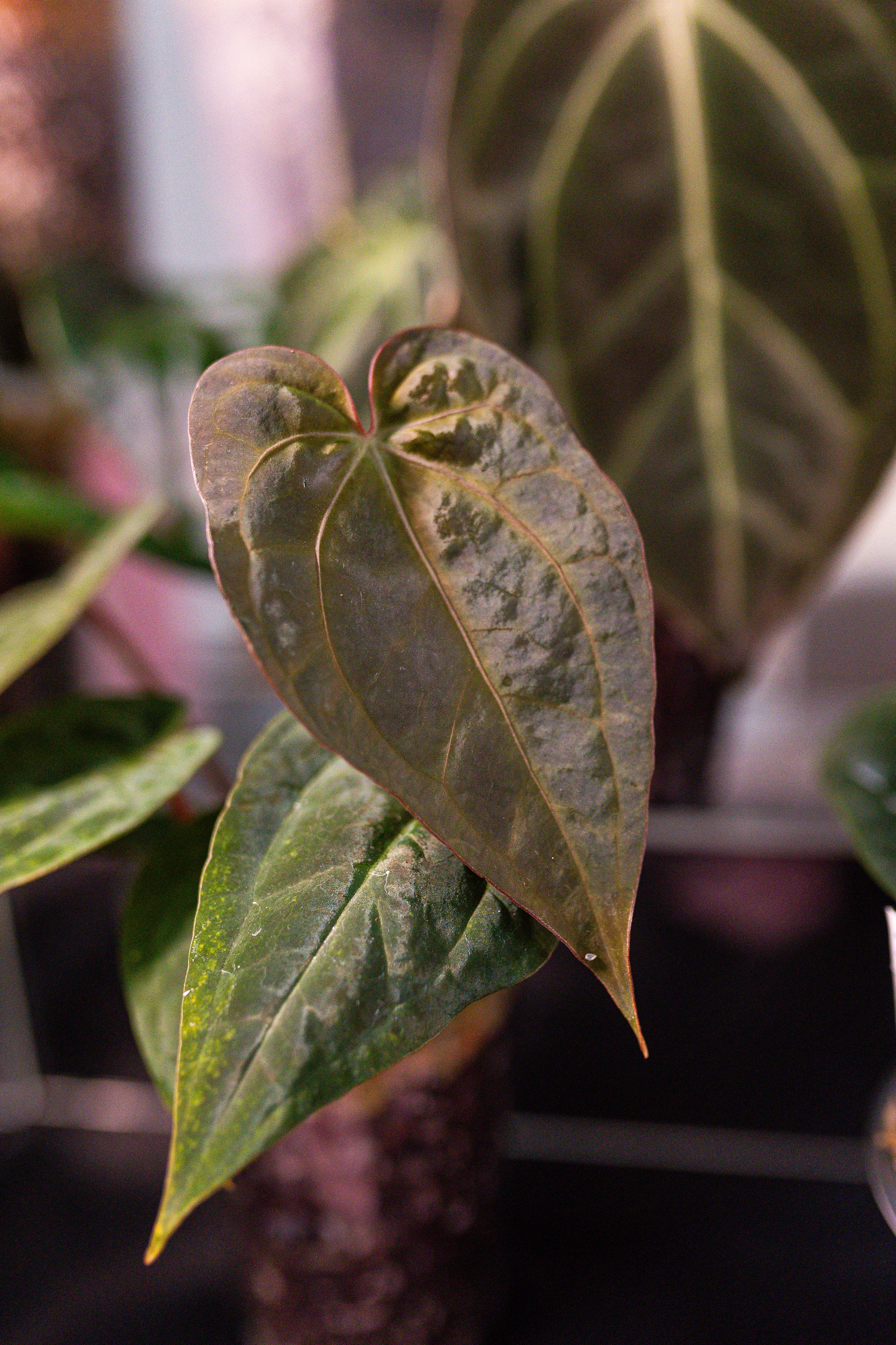 Ярмарка Green Rare 20.09.25. Александра Куликова фотограф, Москва