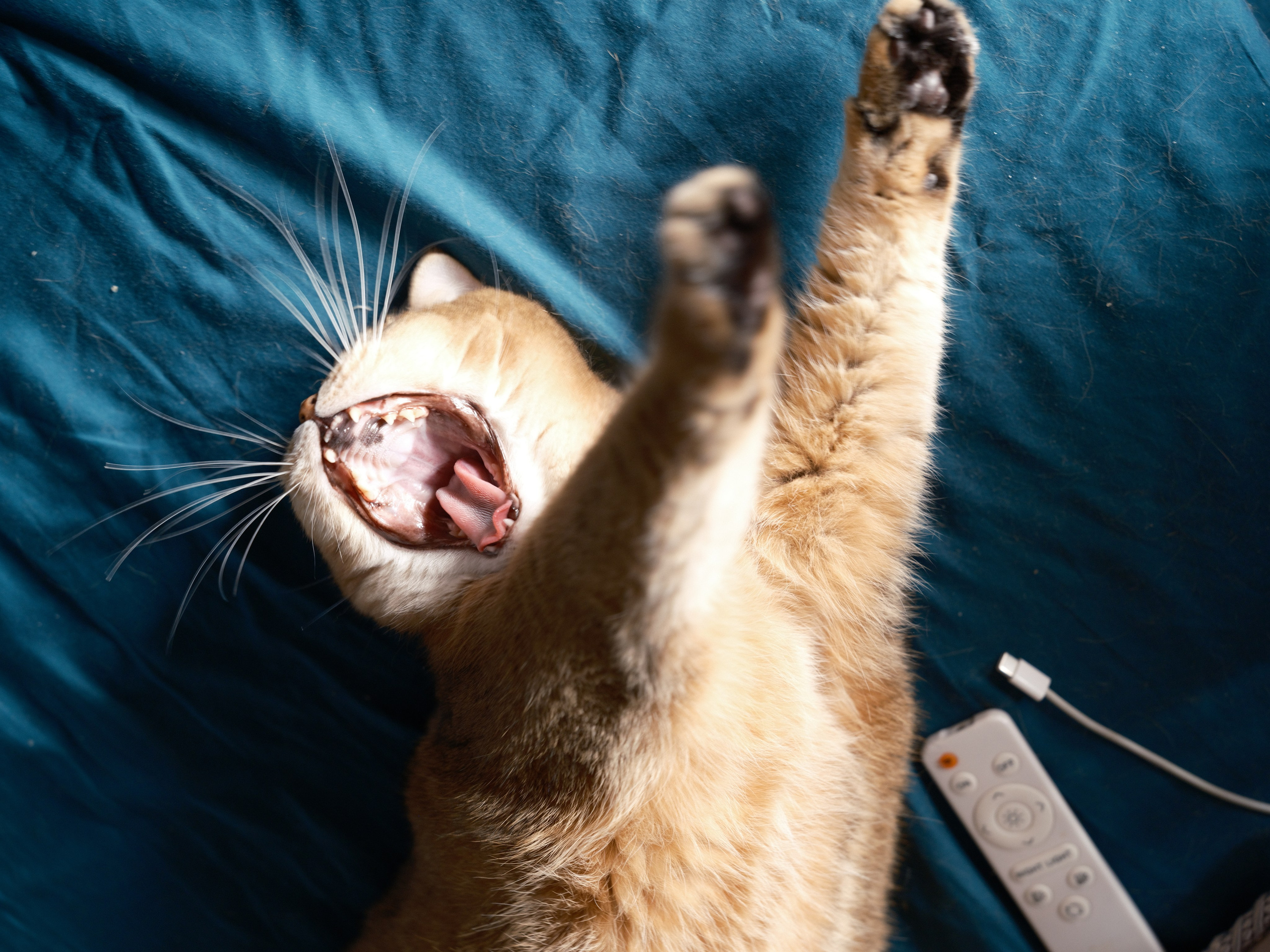 Коты и кошки. Фотографии домашних питомцев. Алекс Ком. Автомобильный фотограф и детский писатель из Москвы