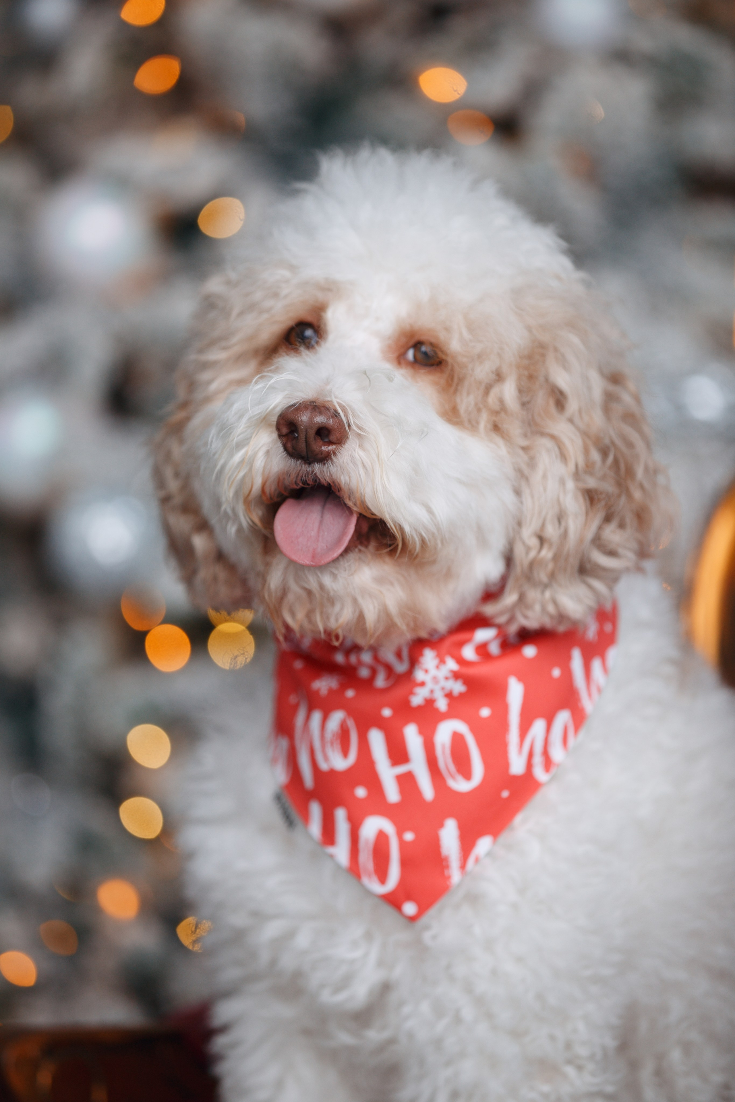 Bmbh лежанки и адресники. Фотограф анималист Кристина Карпова, Москва