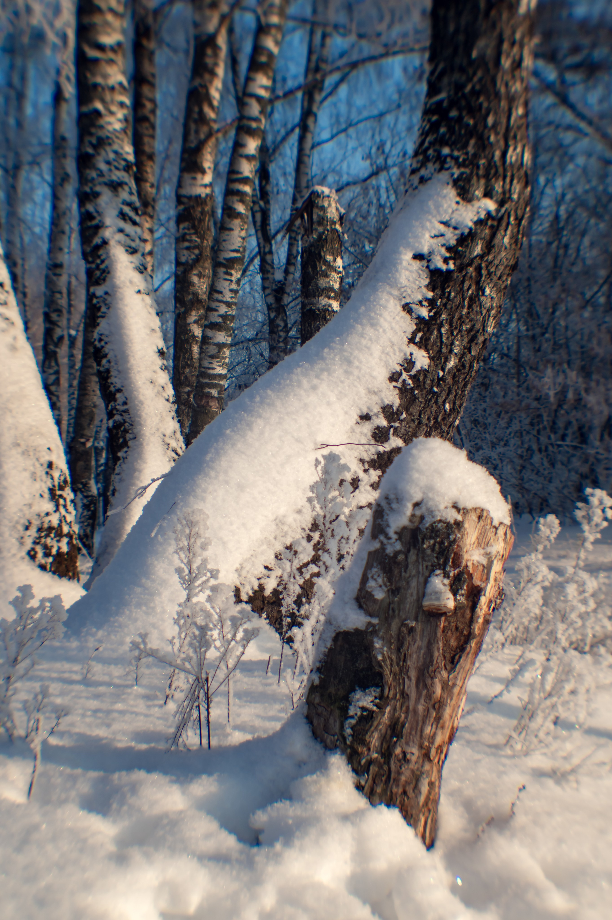 Зимушка зима. Фотограф Крещение Венчание Москва