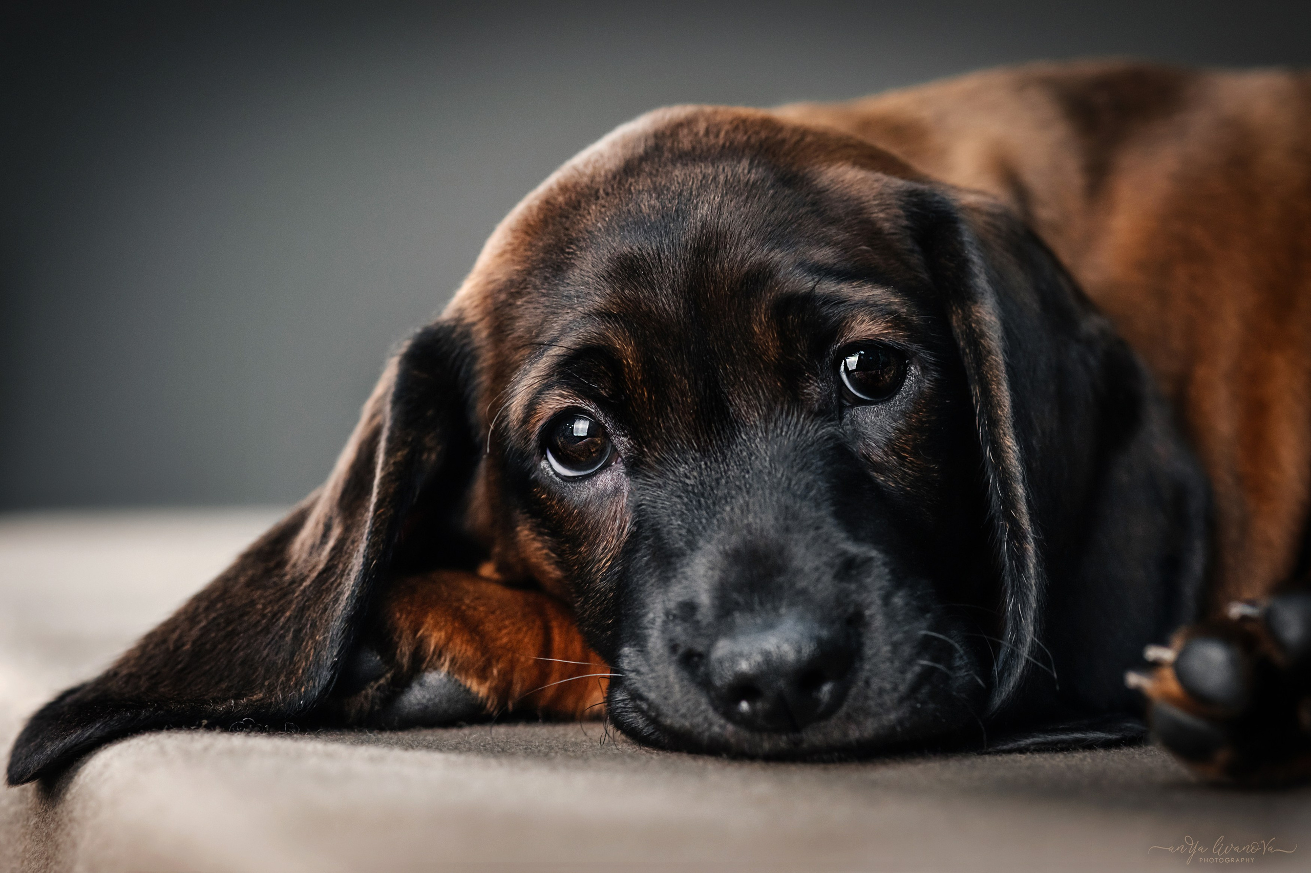 Баварские гончие. Фотограф анималист Аня Ливанова | Рыбинск