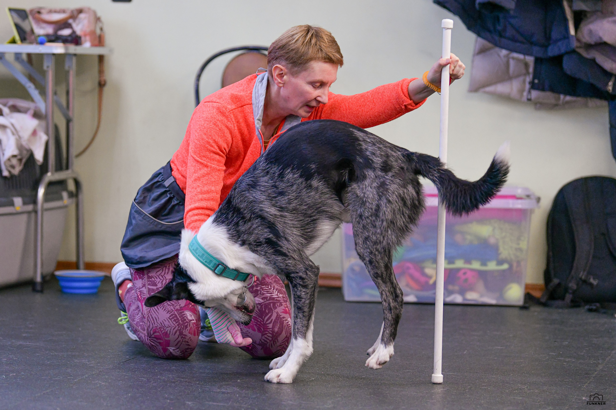 Кинологический клуб «Бодрый хвост». Свой взгляд через объектив