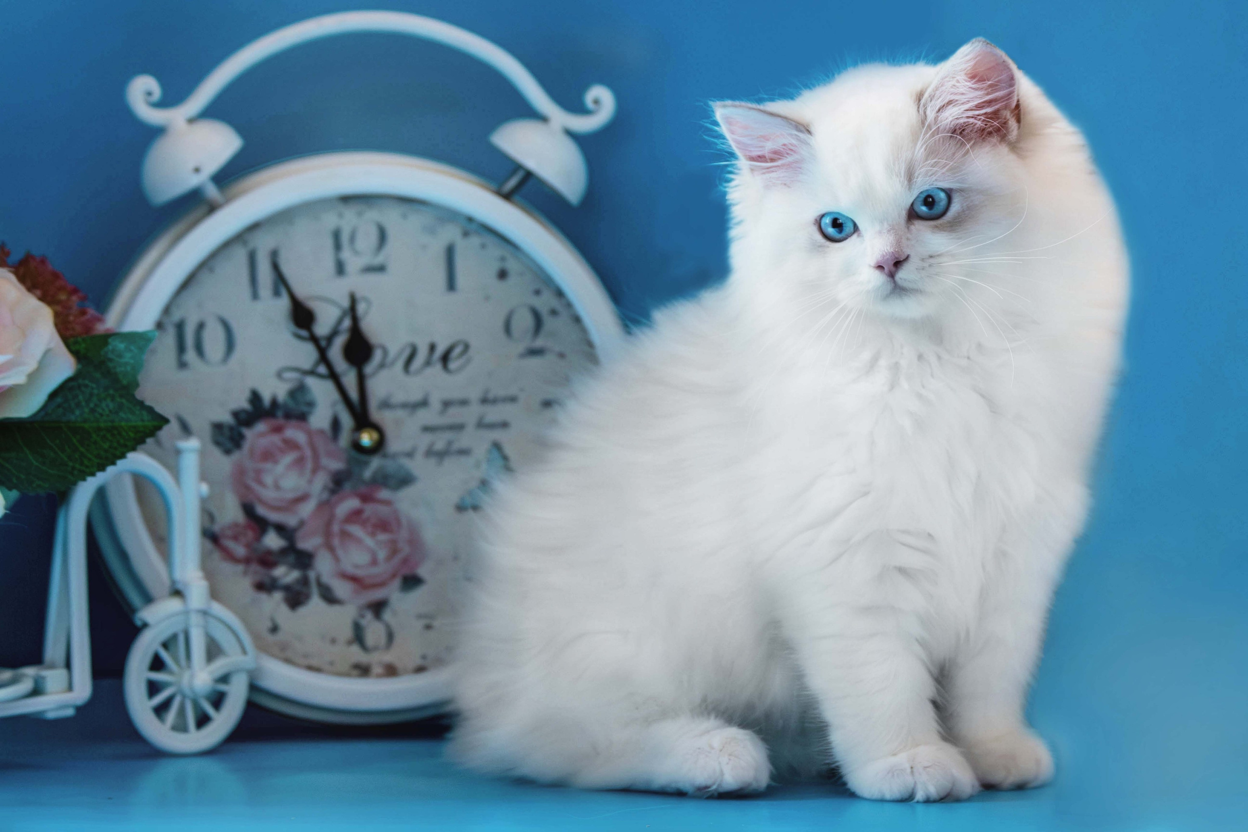 Фотосессия щенков от 7-и дней в стиле ньюборн. Фотограф анималист — Тула, Москва