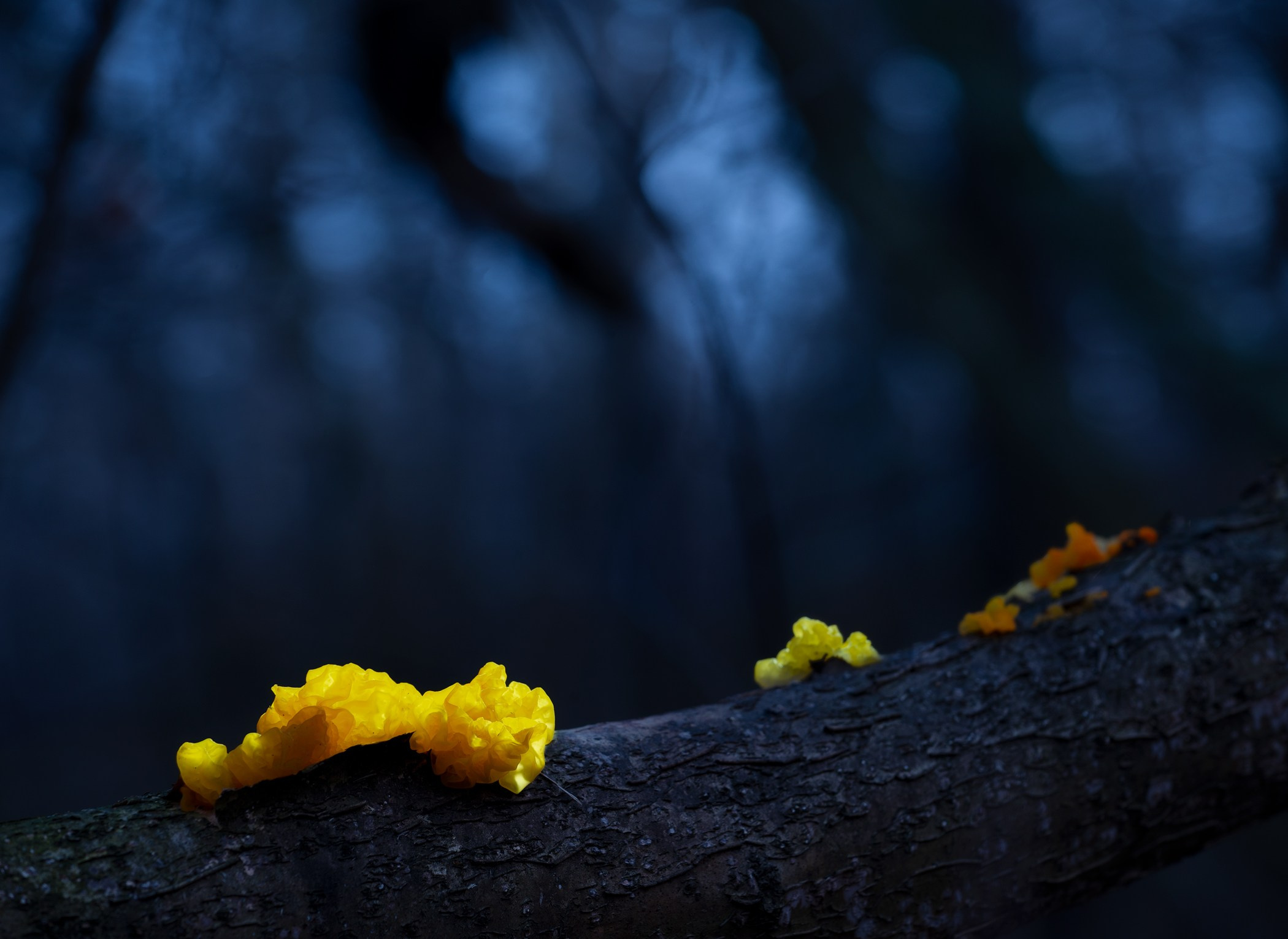 Volkovart.ru glowing mushrooms photography. Volkovart.online nature photography