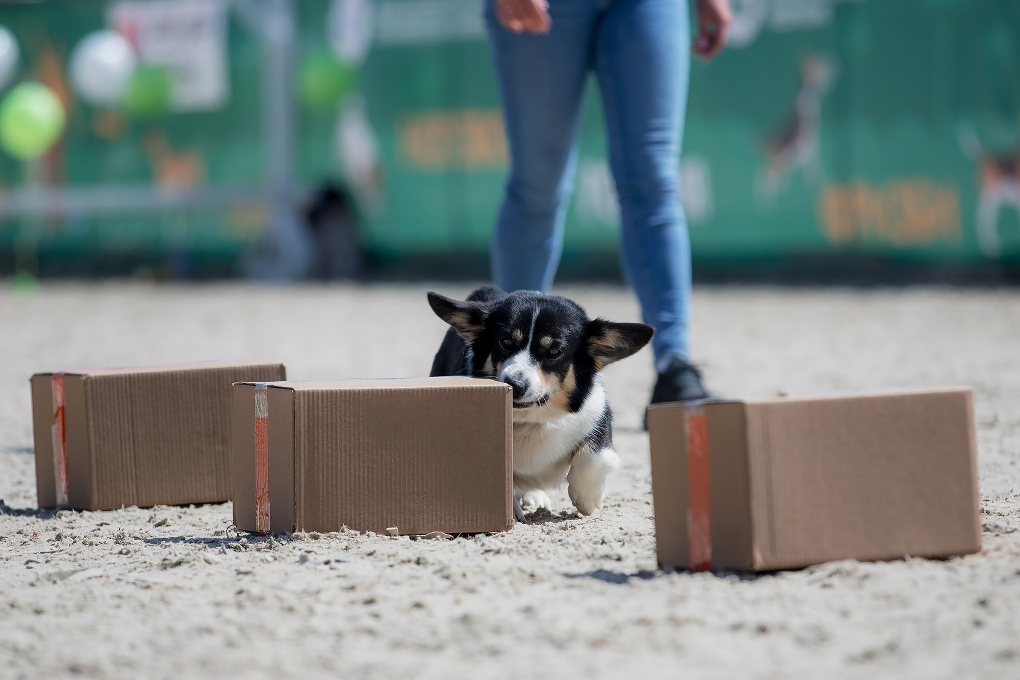 Показательные выступления по NoseWork на выставке «Россия». Фотограф-анималист Mary Mart — Москва, Питер