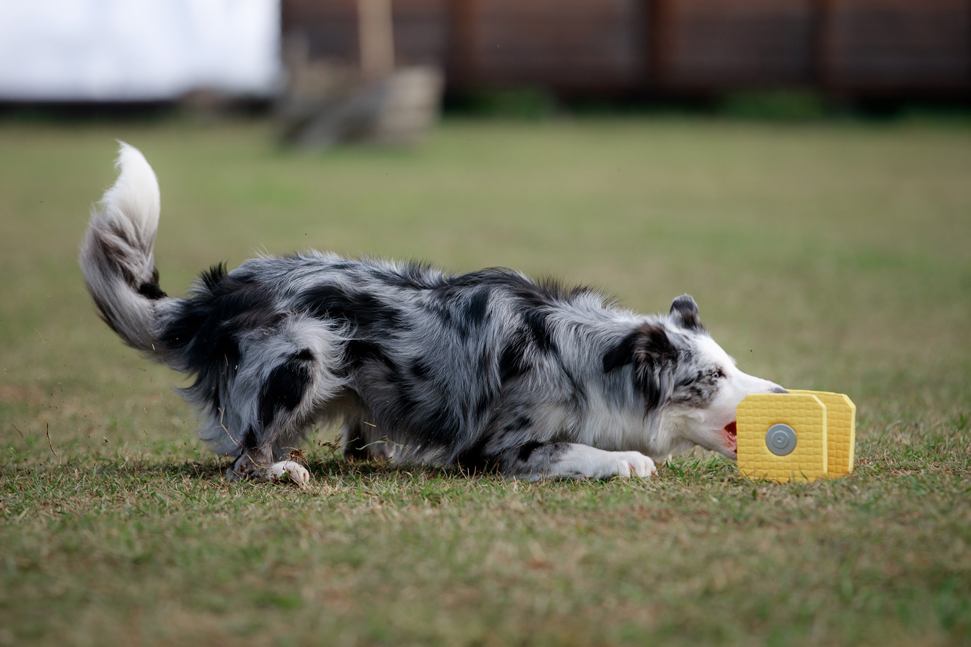 Лагерь по ОБД с Инной Баженовой. Фотограф-анималист Mary Mart — Москва, Питер