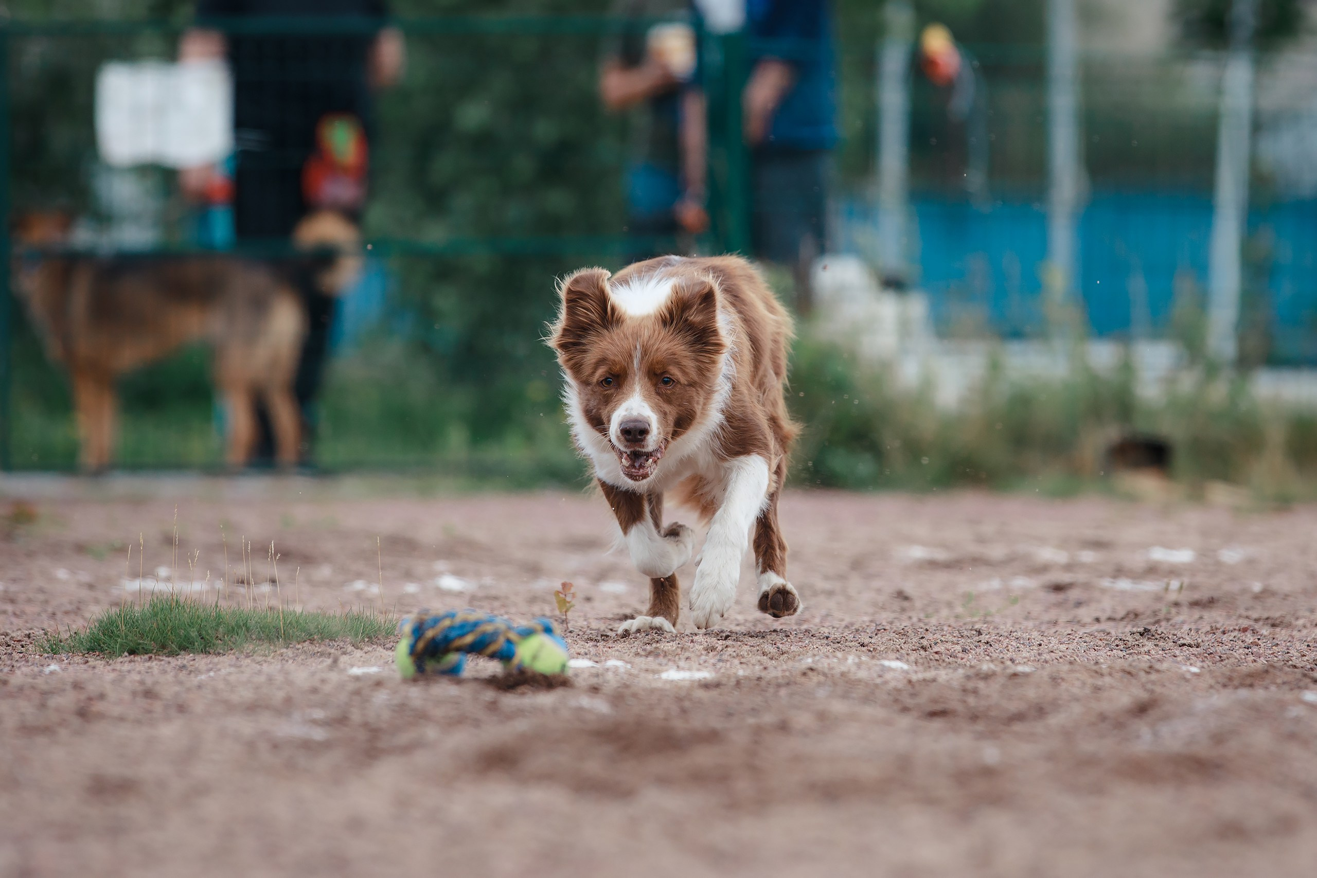 Питч&Гоу + веселые старты. Фотограф-анималист Mary Mart — Москва, Питер