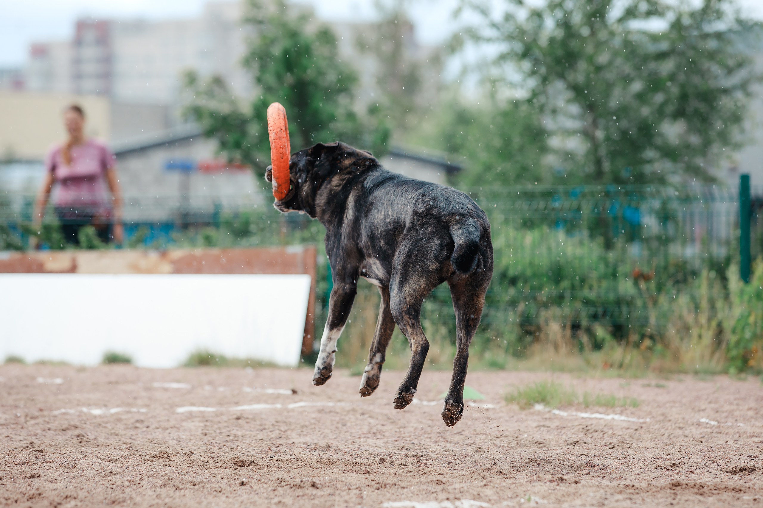 Питч&Гоу + веселые старты. Фотограф-анималист Mary Mart — Москва, Питер