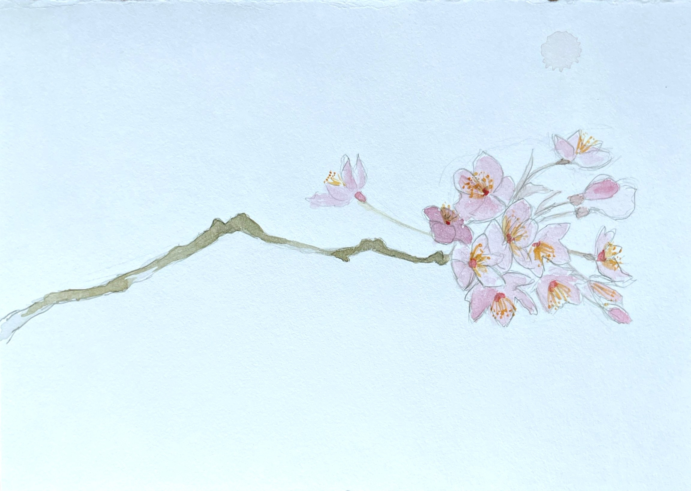 Акварель. Аня Степанова