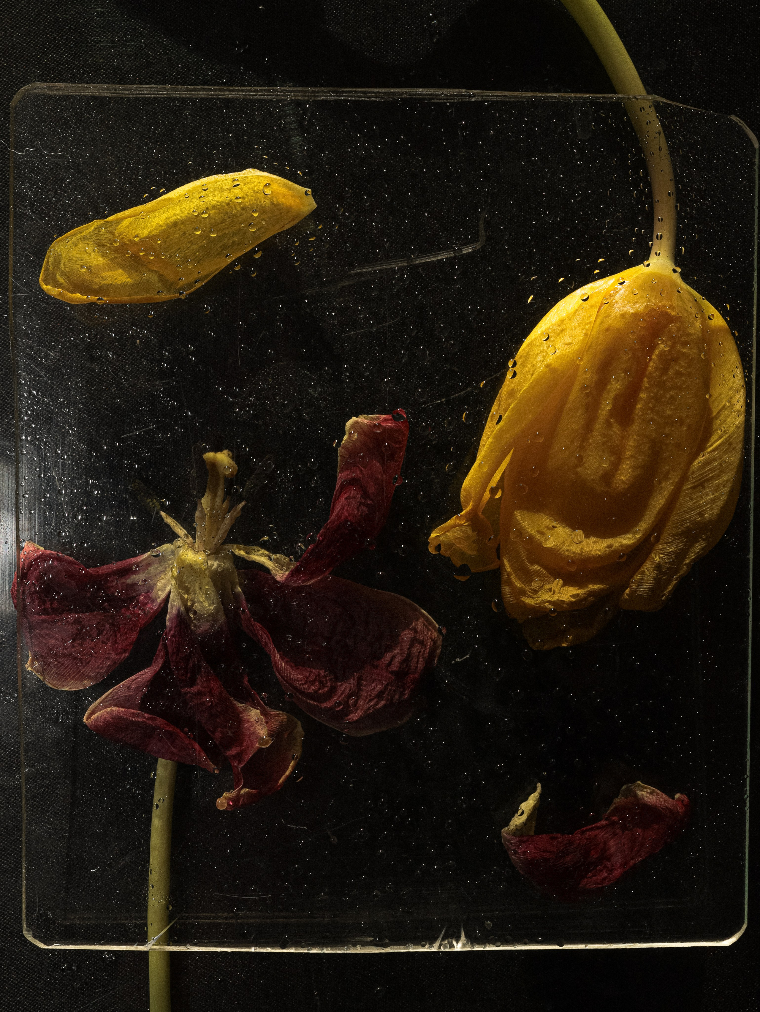 Природа &. Фотохудожник в СПб