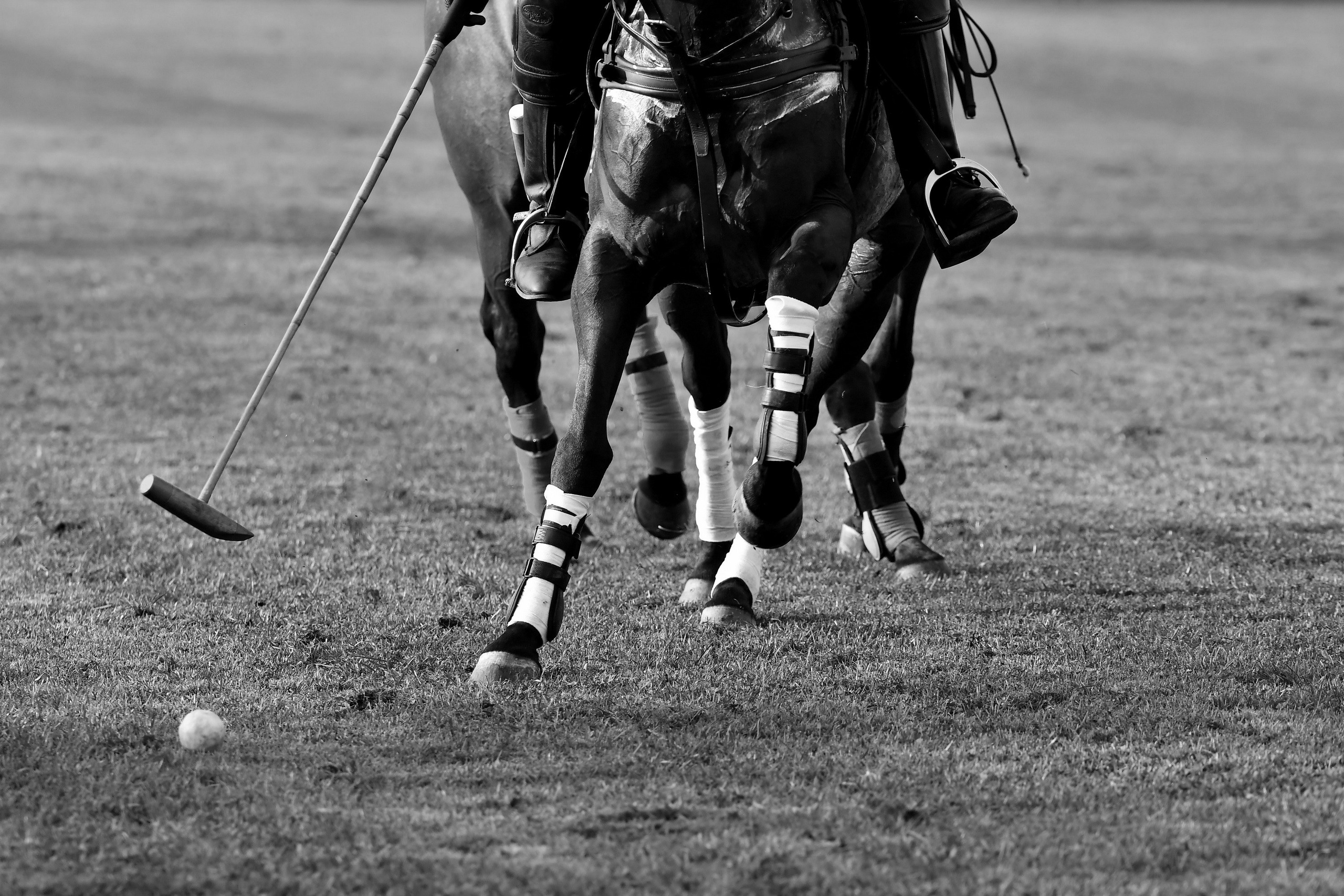 Polo art photos. Art photos of horses — ARTUR BABOEV | Photographer