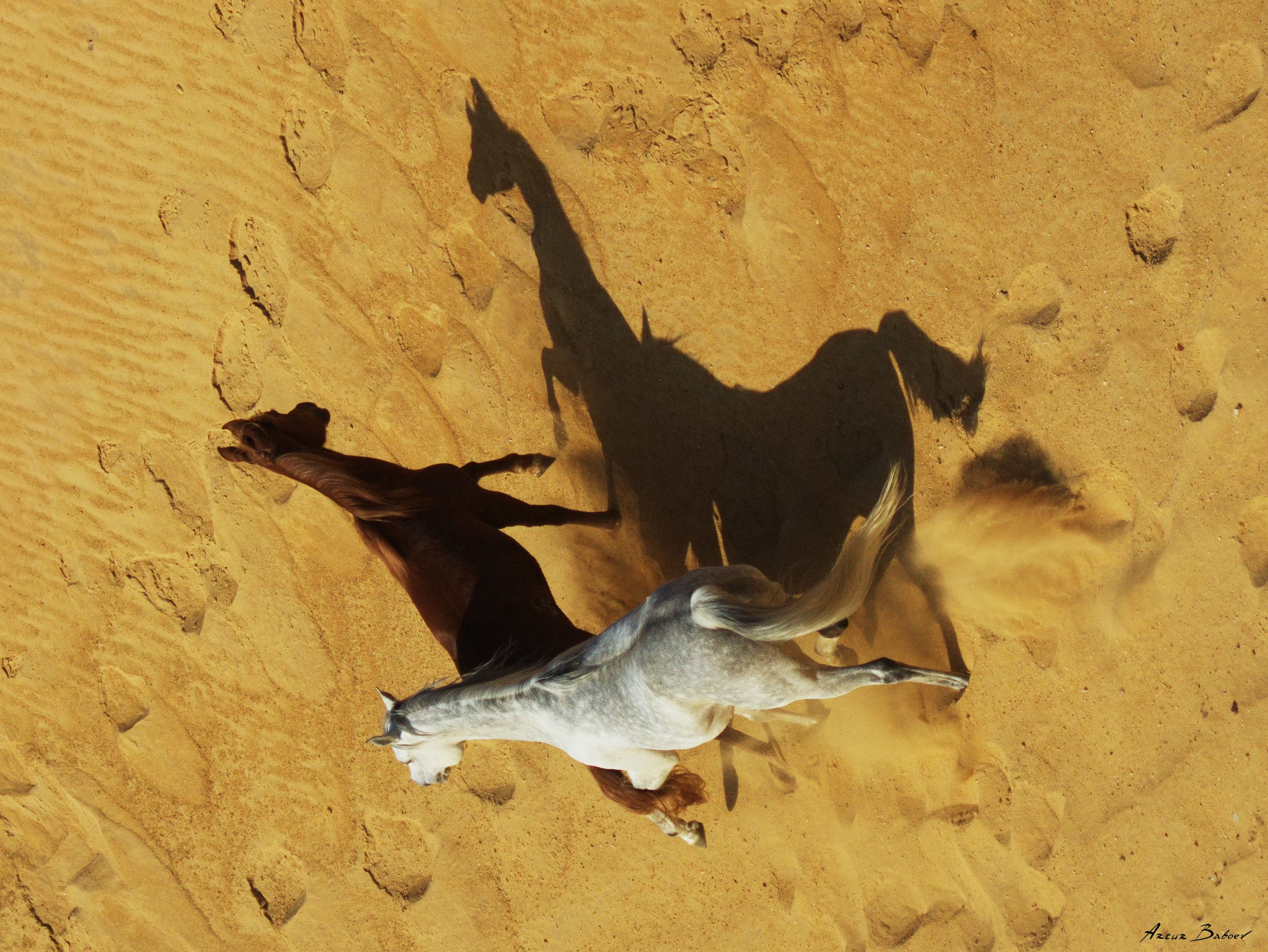 Gallery. Art photos of horses — ARTUR BABOEV | Photographer