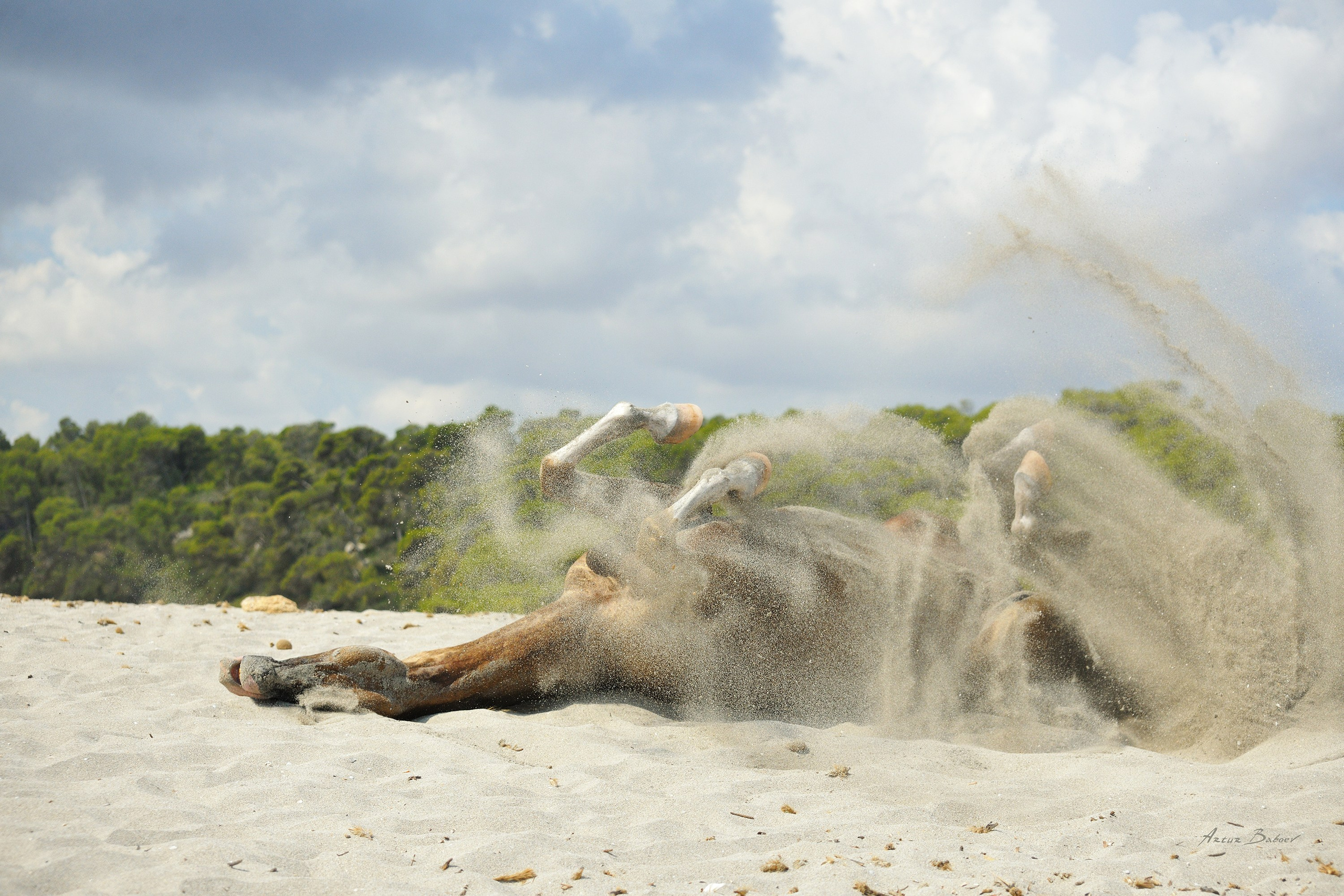 Gallery. Art photos of horses — ARTUR BABOEV | Photographer